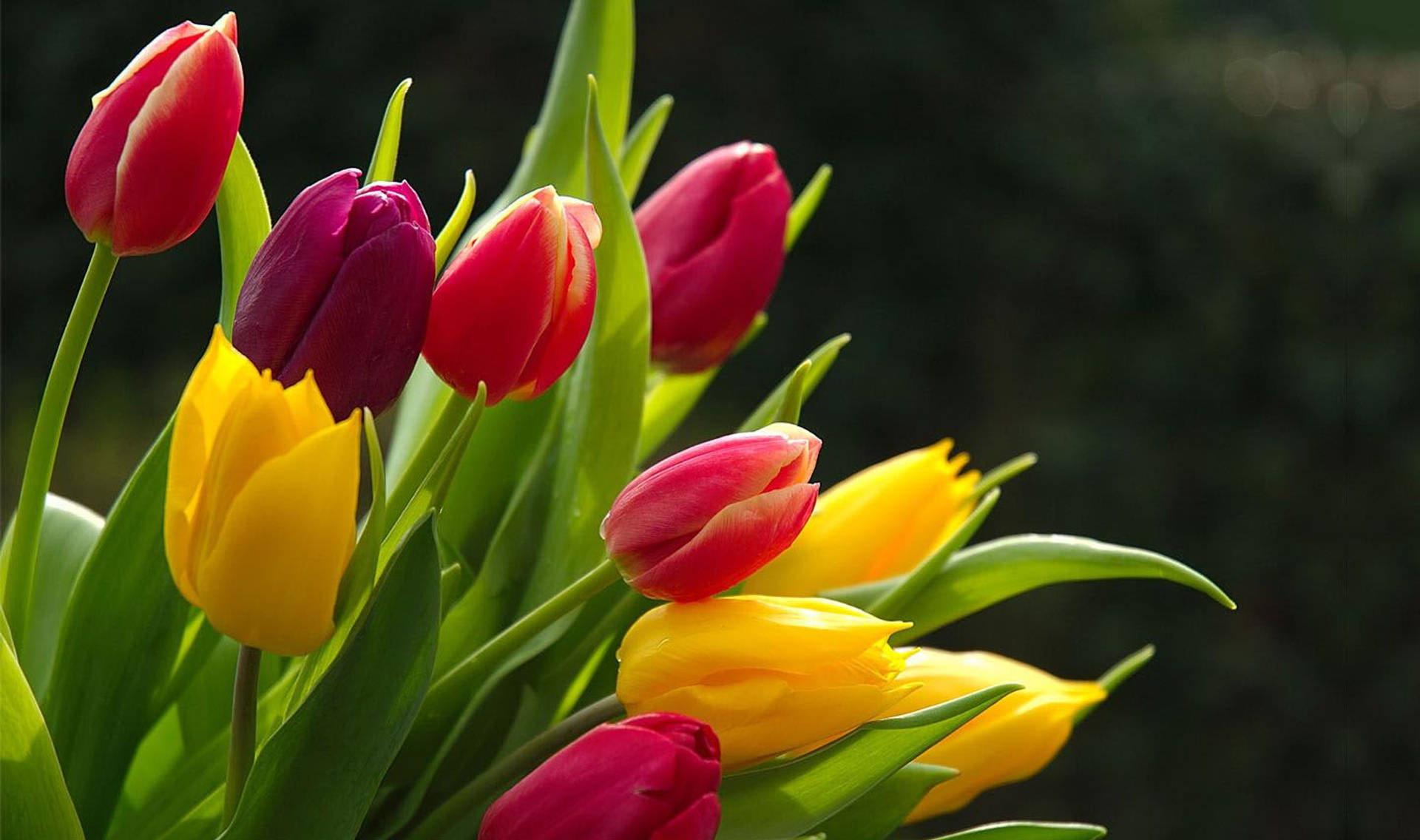 Tulip Flower Wallpapers