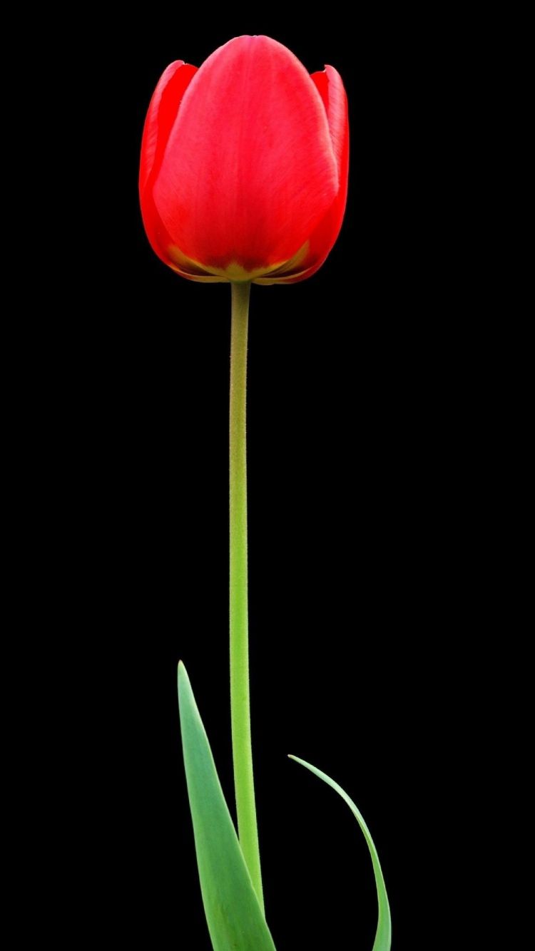 Tulip Flower Wallpapers