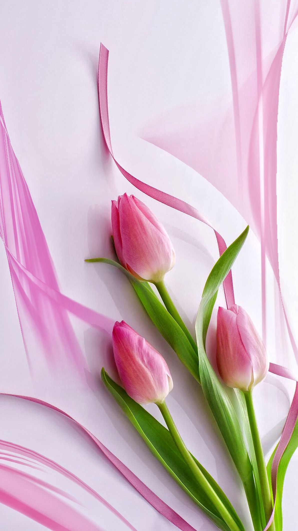 Tulip Flower Wallpapers