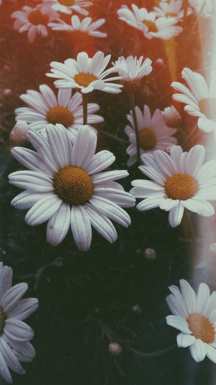 Tumblr Flower Wallpapers