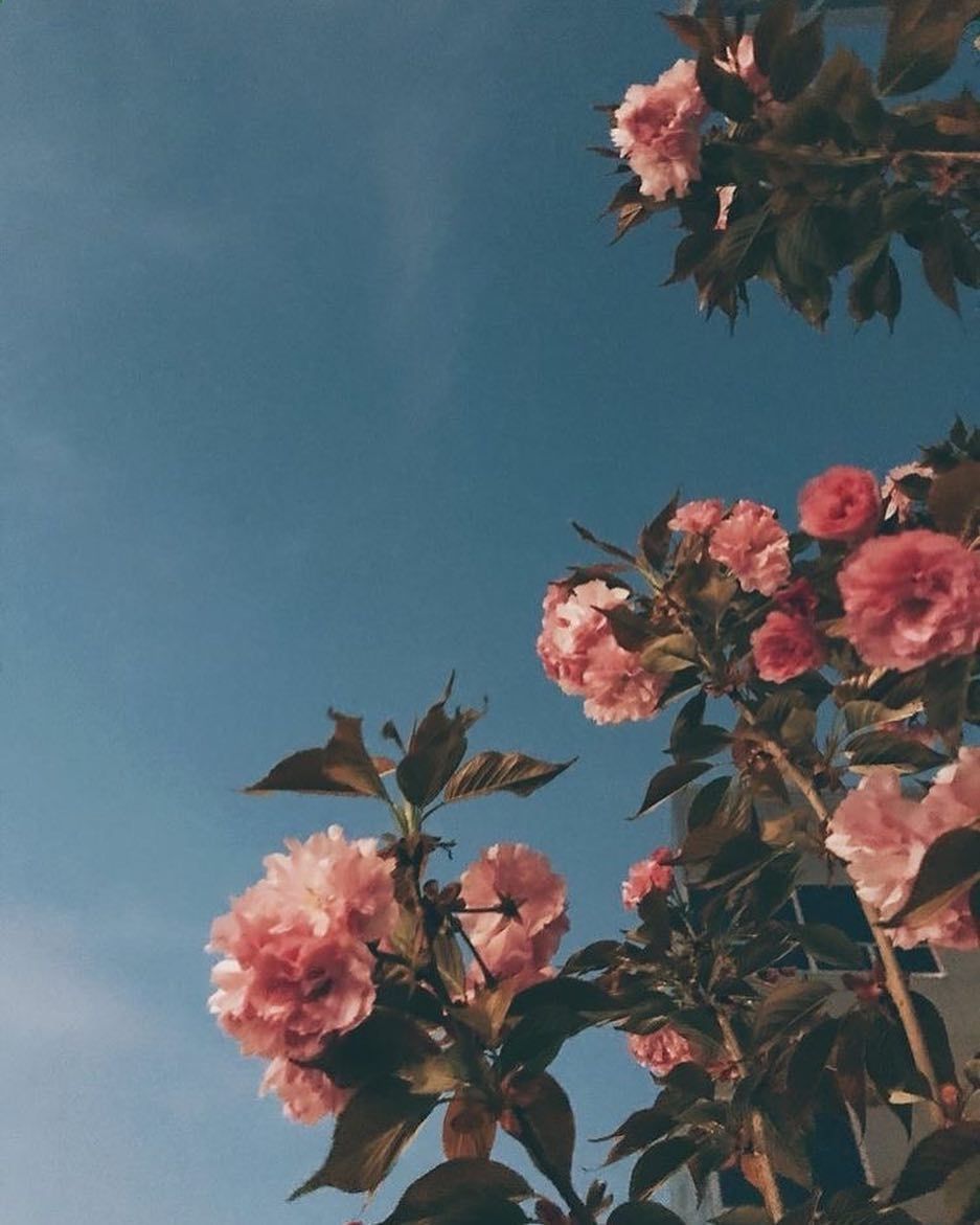 Tumblr Flower Wallpapers