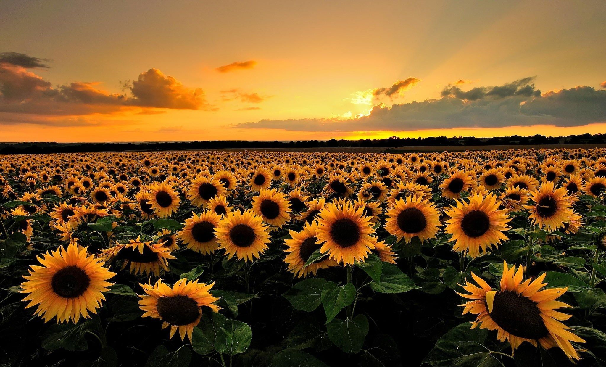 Tumblr Sunflower Wallpapers