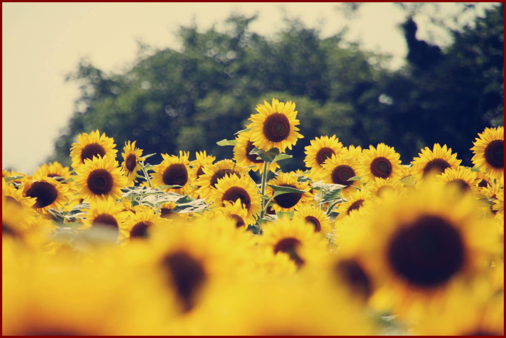 Tumblr Sunflower Wallpapers