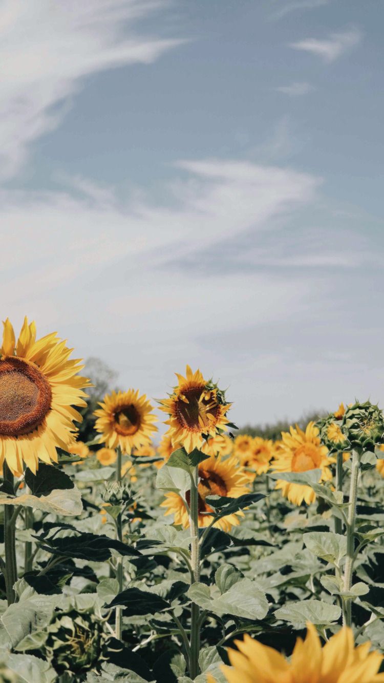 Tumblr Sunflower Wallpapers