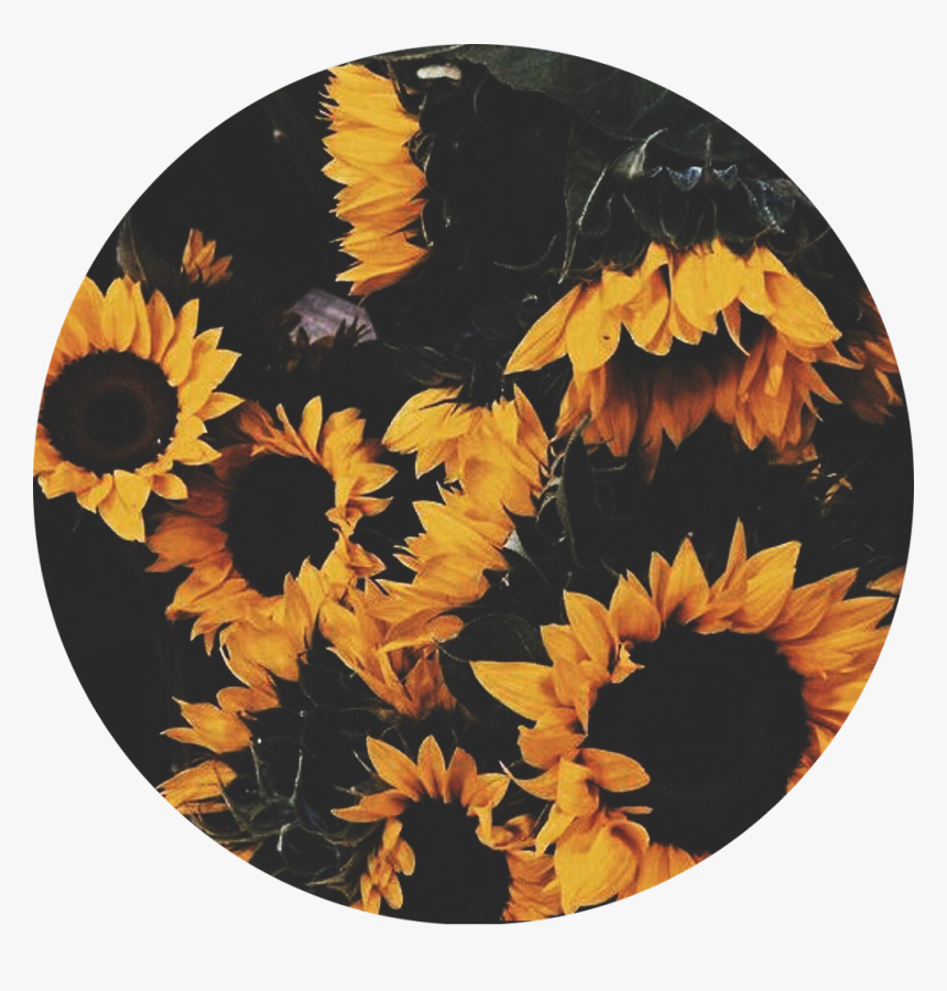 Tumblr Sunflower Wallpapers