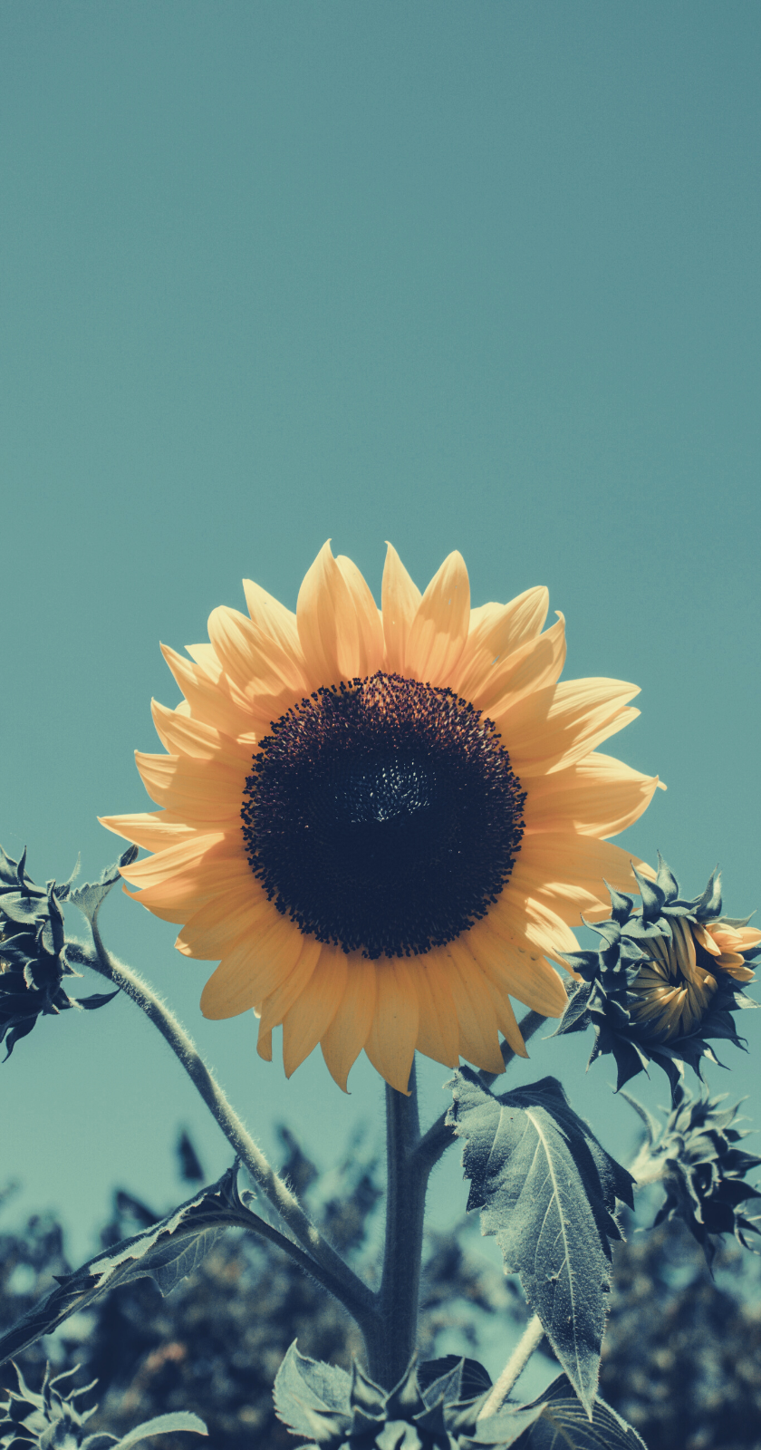 Tumblr Sunflower Wallpapers