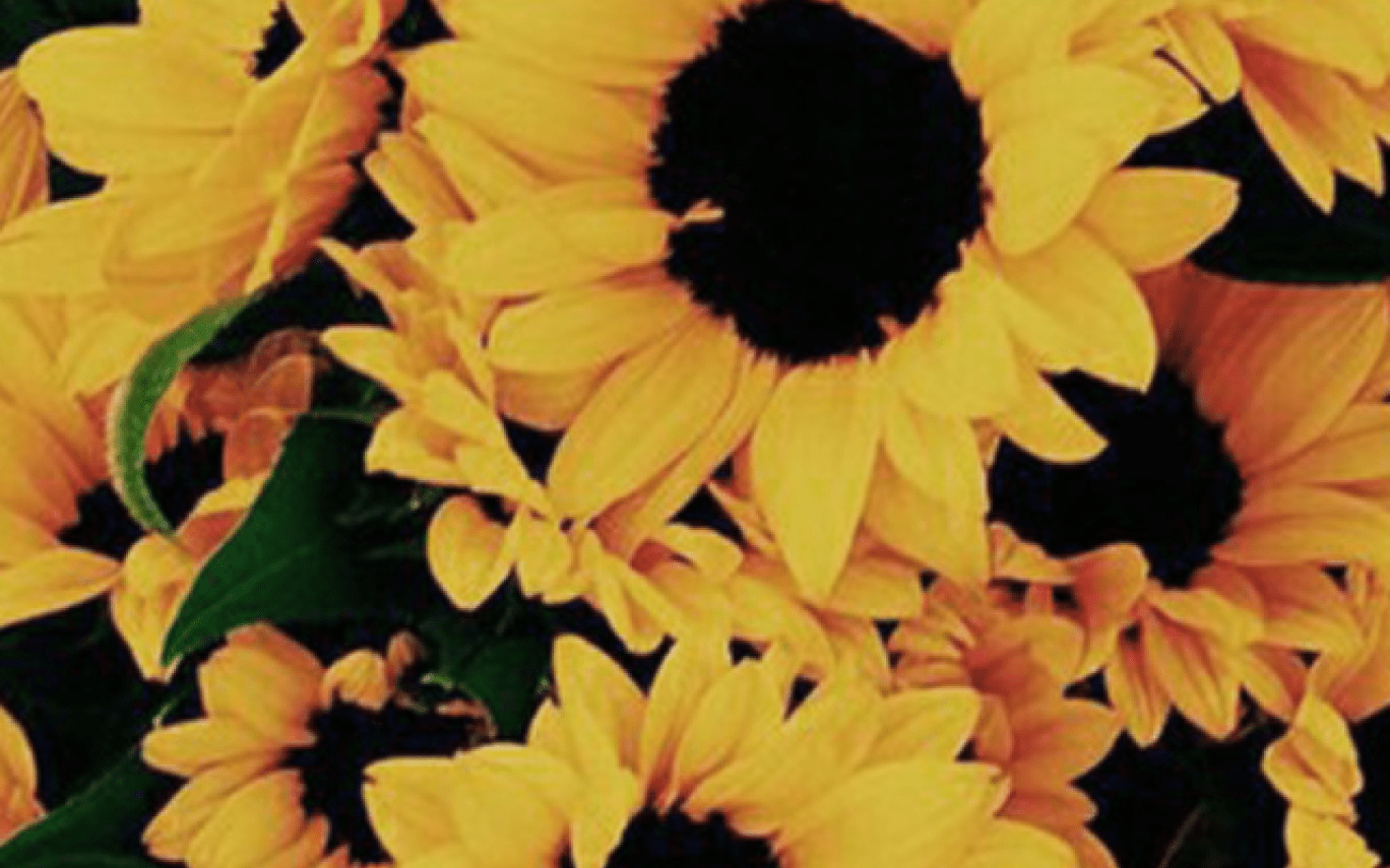 Tumblr Sunflower Wallpapers