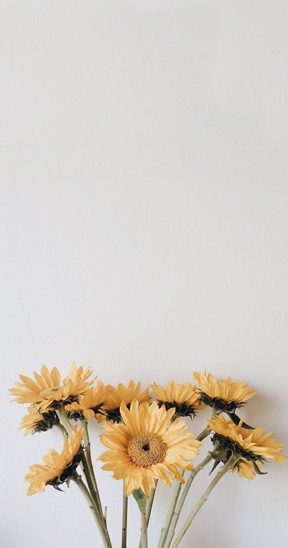 Tumblr Sunflower Wallpapers