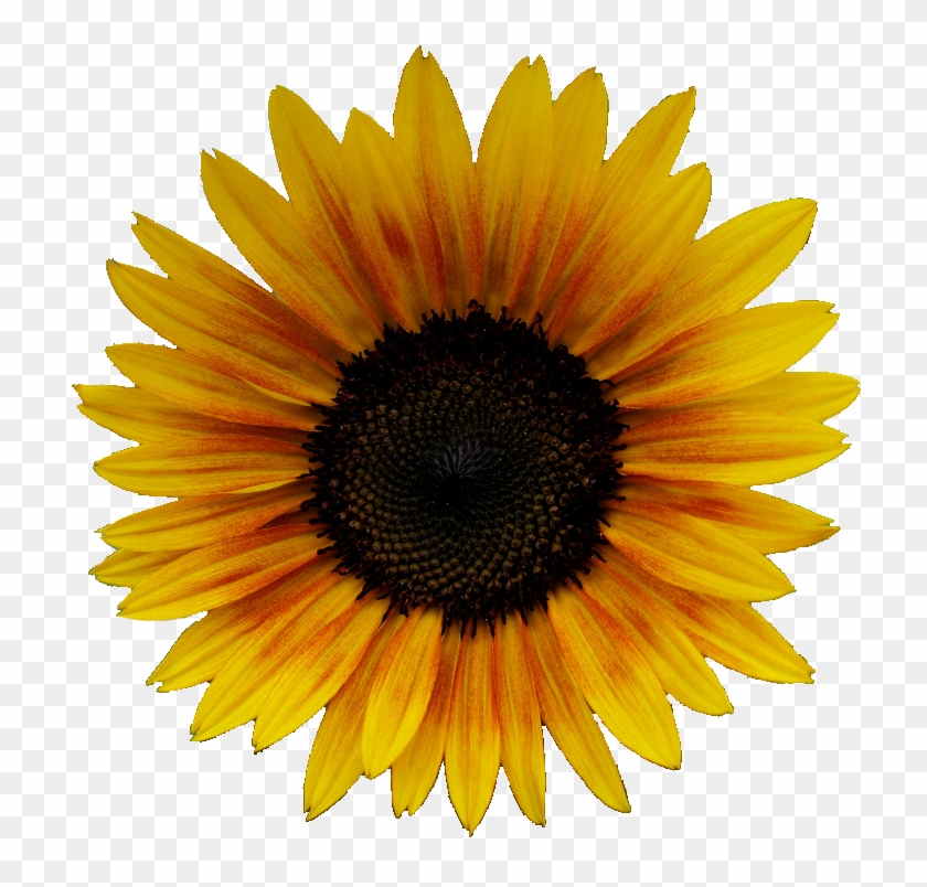 Tumblr Sunflower Wallpapers