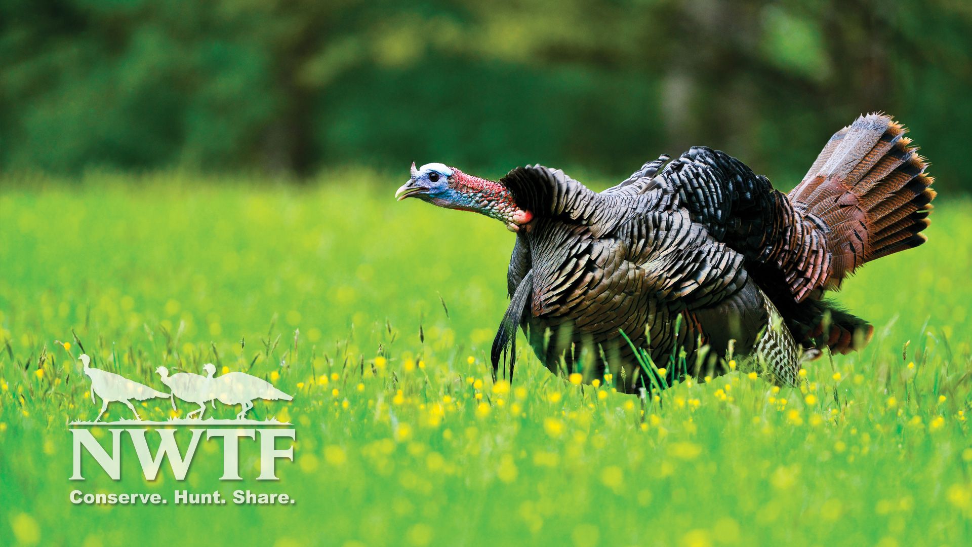 Turkey Hunting Wallpapers