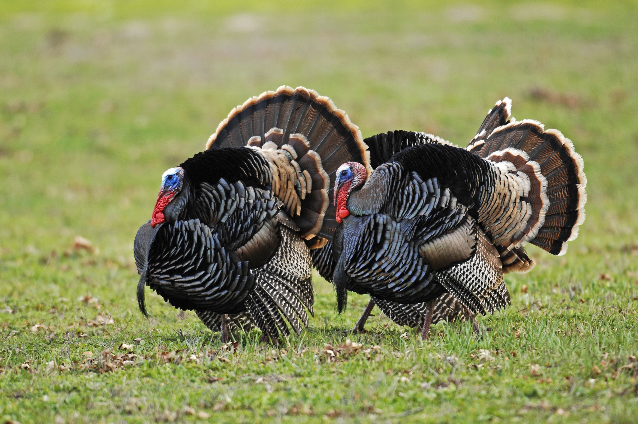 Turkey Hunting Wallpapers