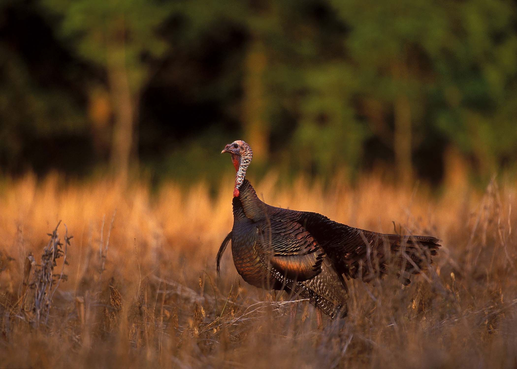 Turkey Hunting Wallpapers