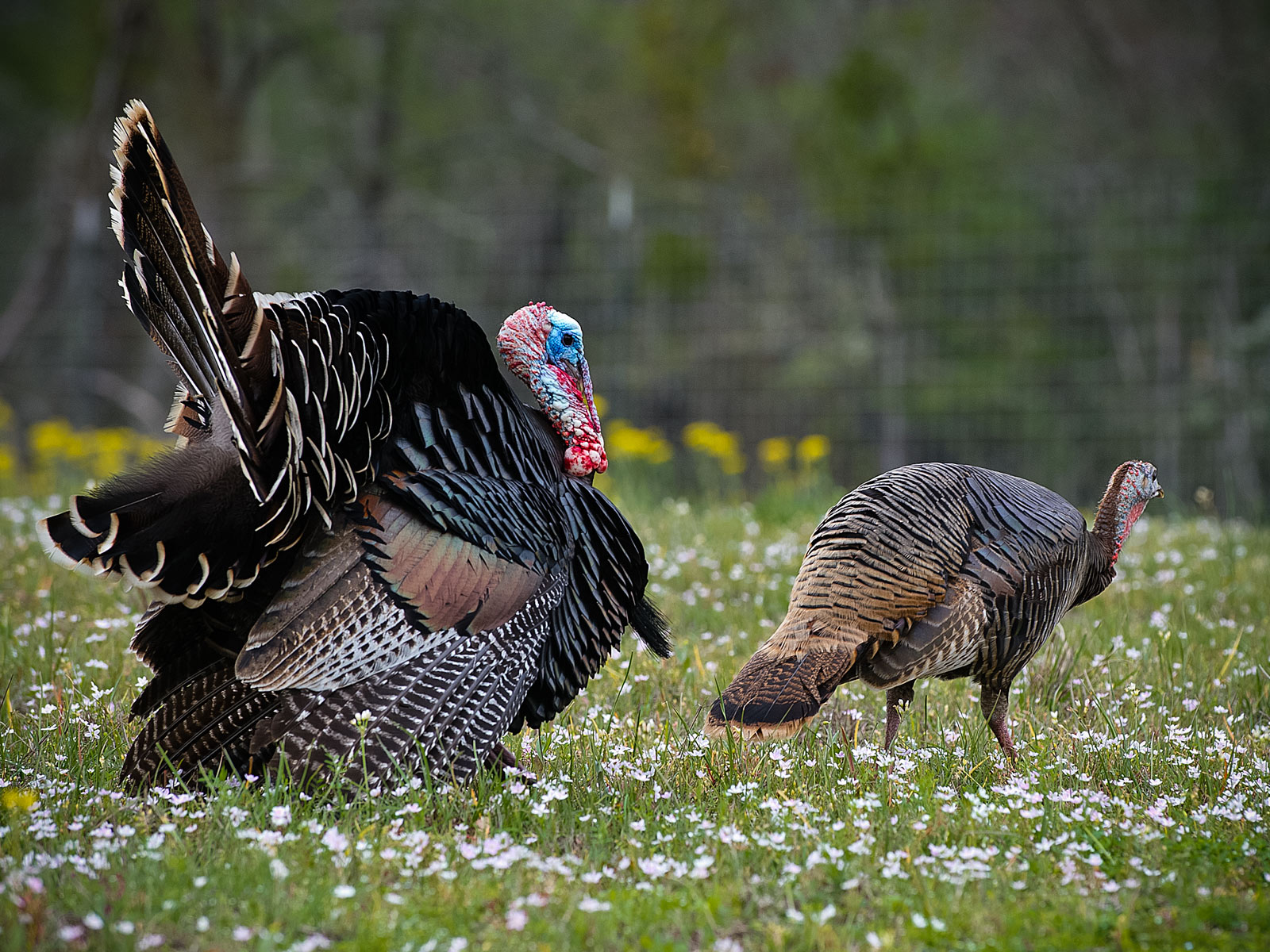 Turkey Hunting Wallpapers