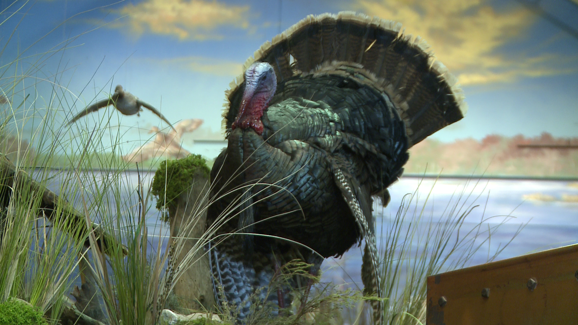 Turkey Hunting Wallpapers