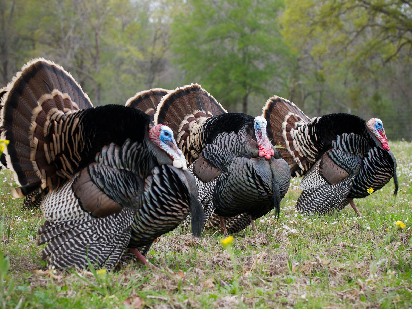 Turkey Hunting Wallpapers