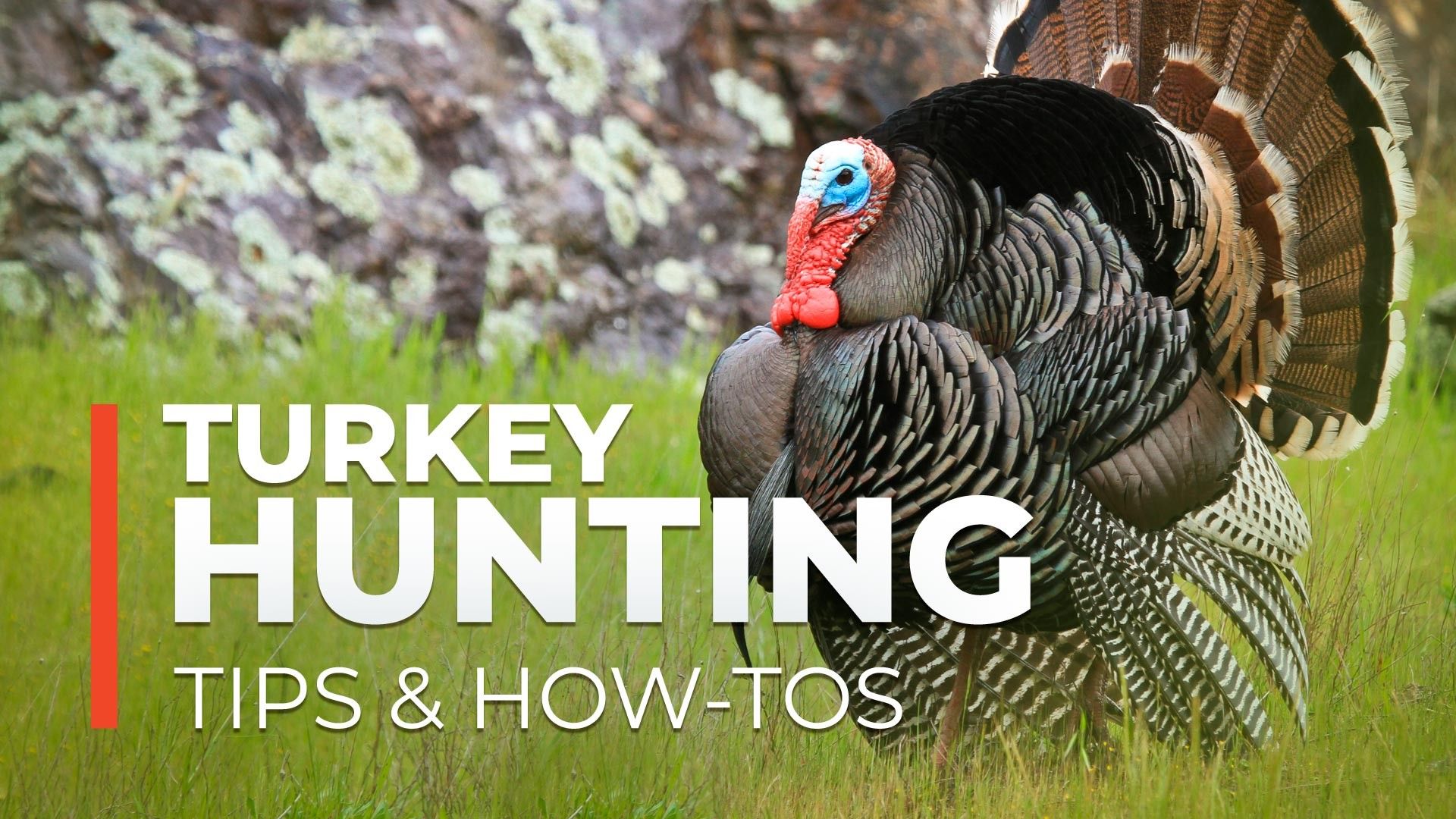 Turkey Hunting Wallpapers