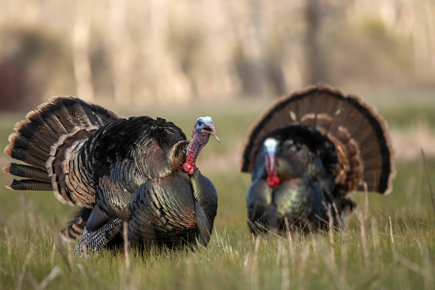 Turkey Hunting Wallpapers