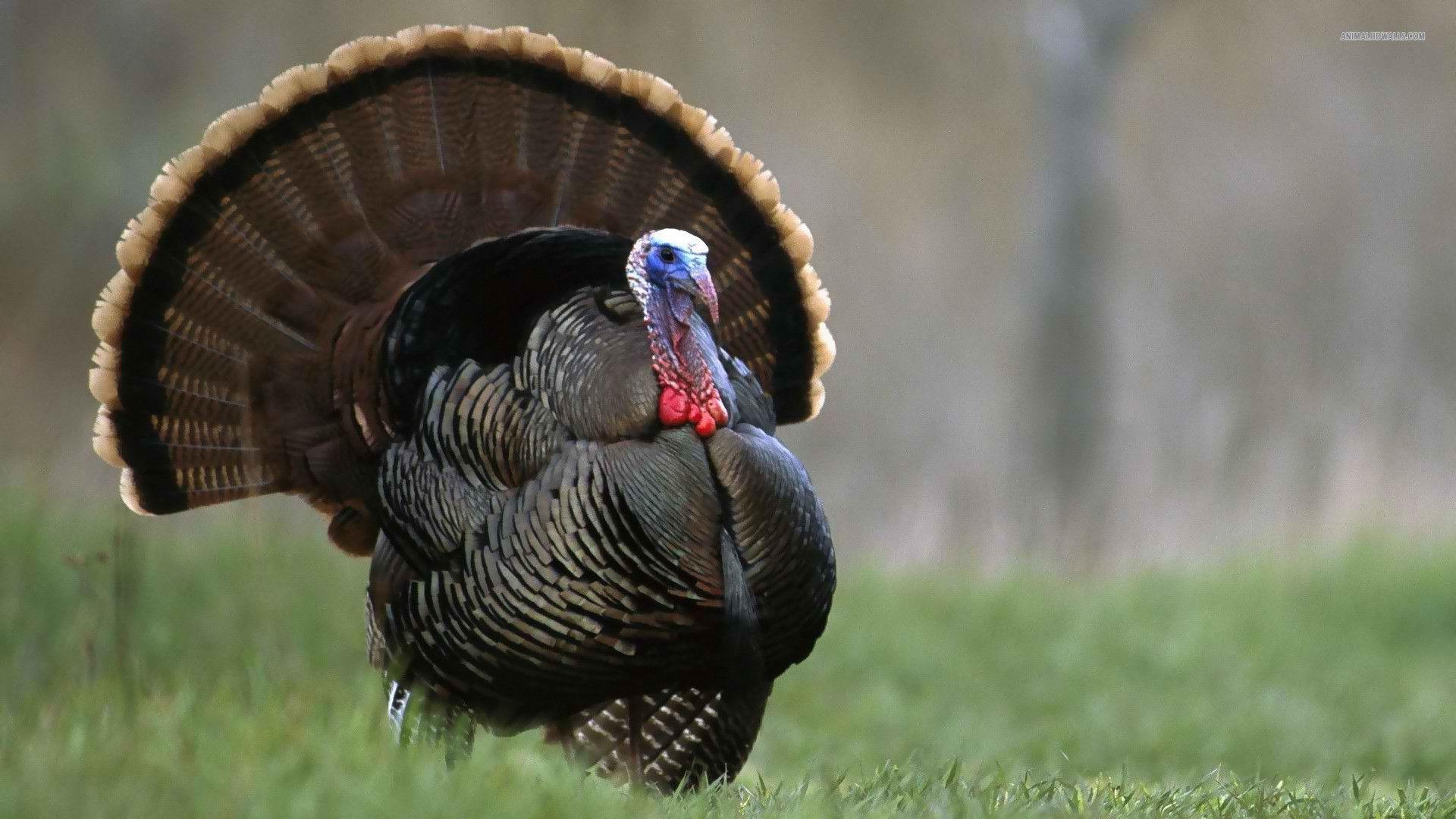 Turkey Hunting Wallpapers