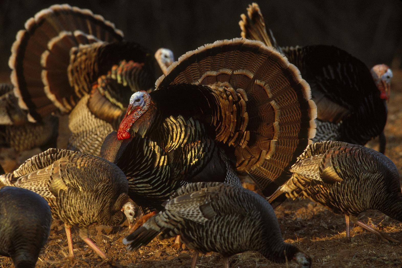 Turkey Hunting Wallpapers