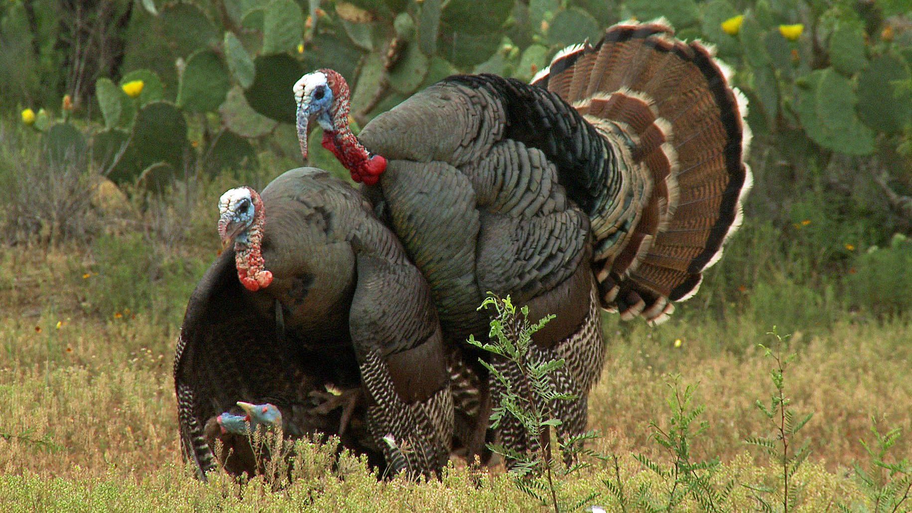 Turkey Hunting Wallpapers