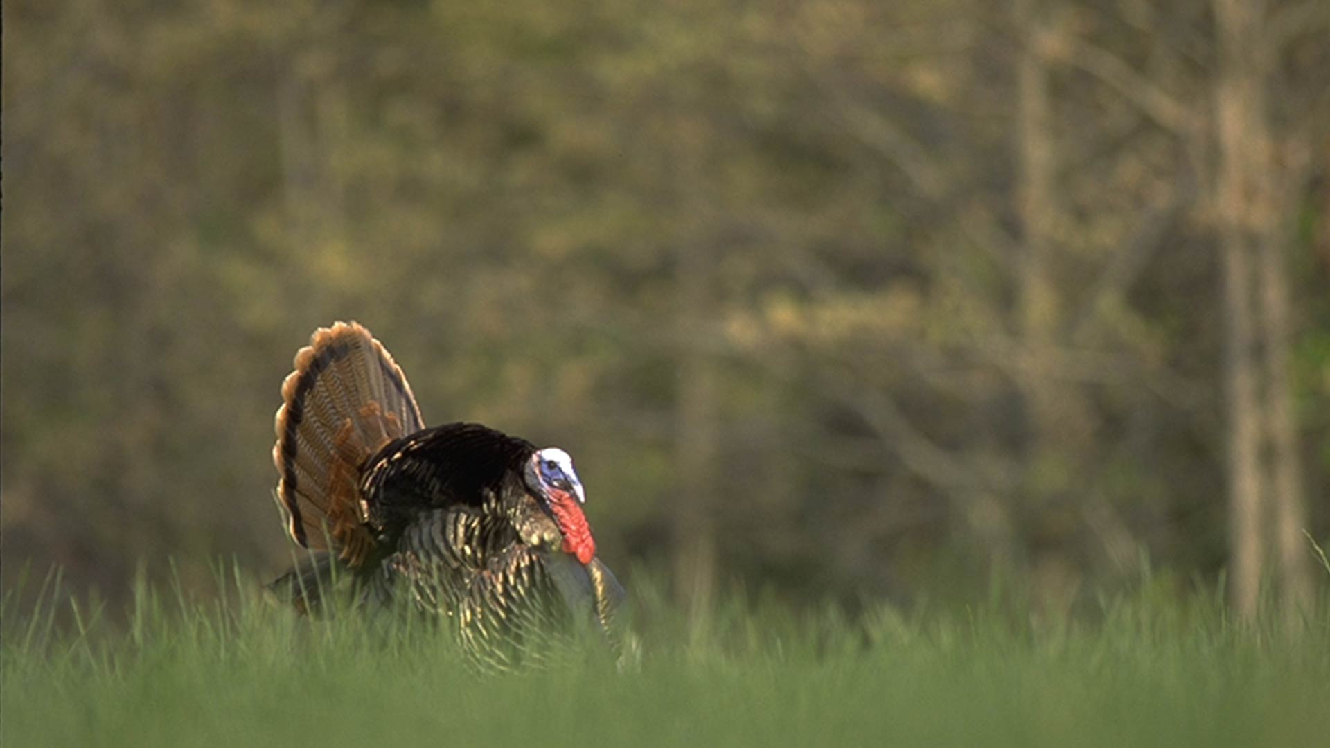 Turkey Hunting Wallpapers