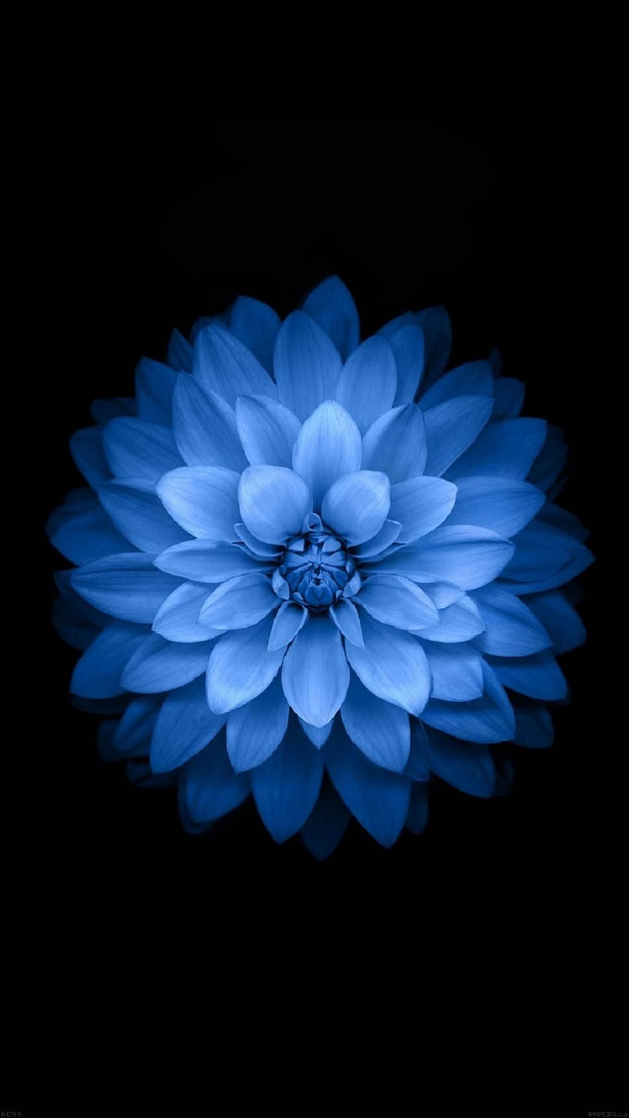 Turquoise Flowers Wallpapers