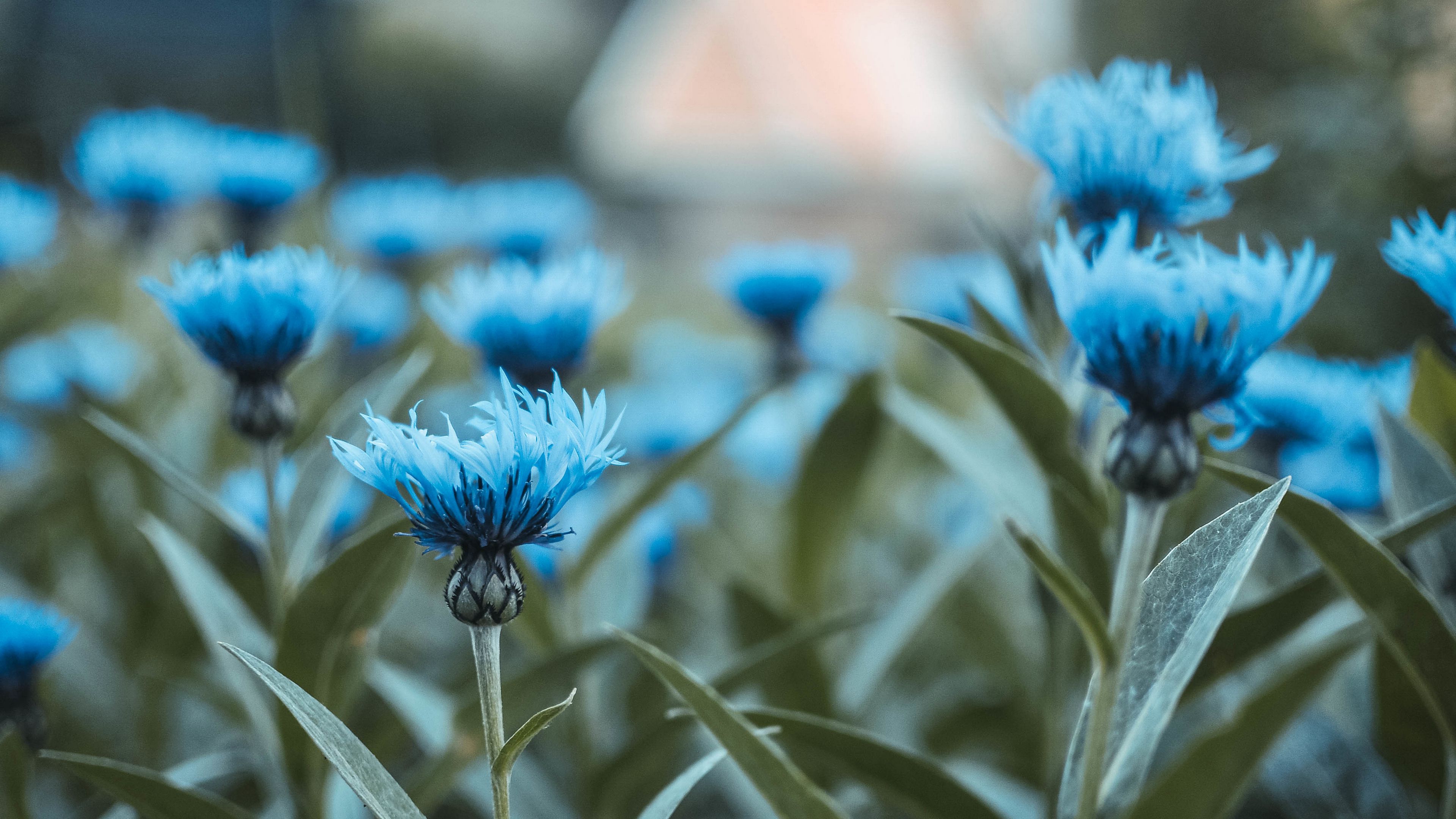 Turquoise Flowers Wallpapers