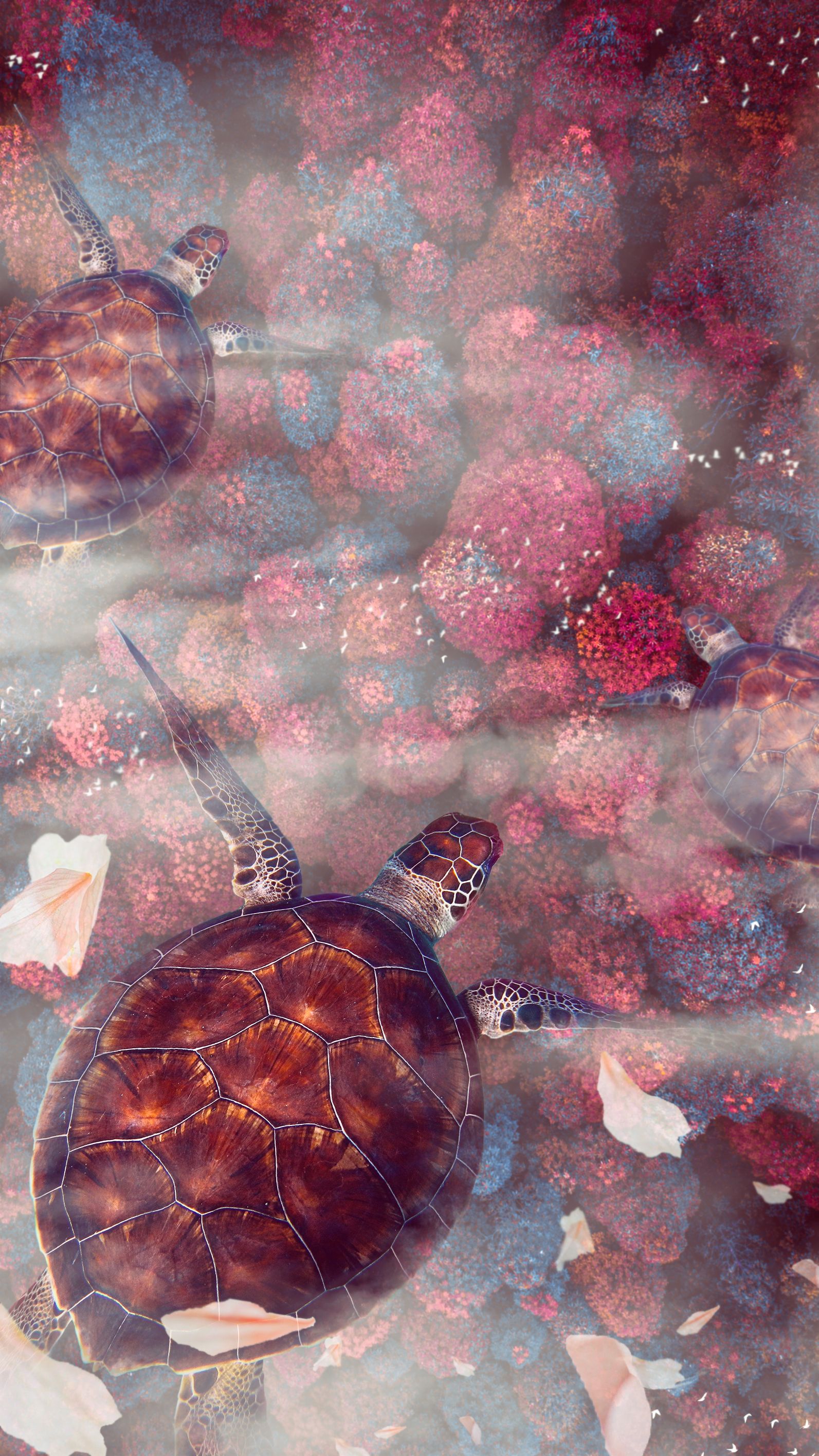 Turtle Iphone Wallpapers