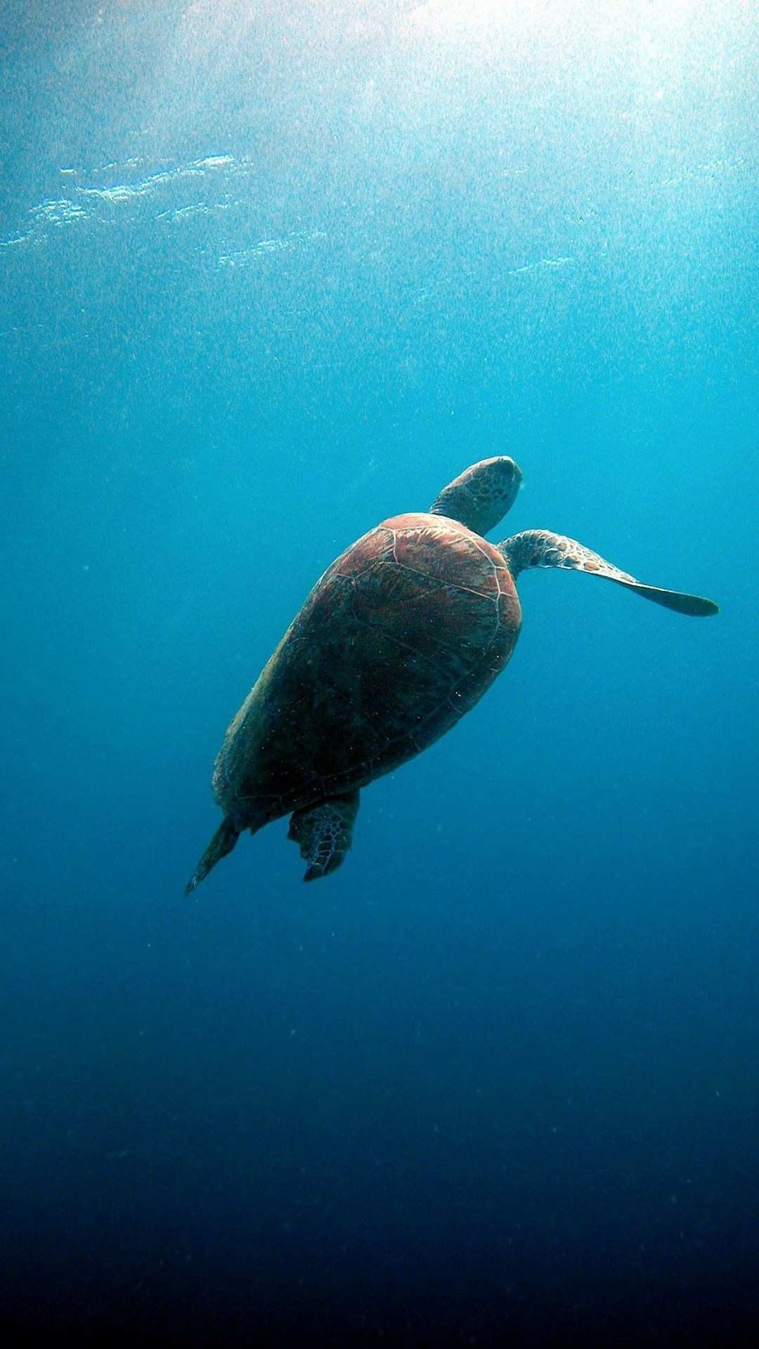 Turtle Iphone Wallpapers