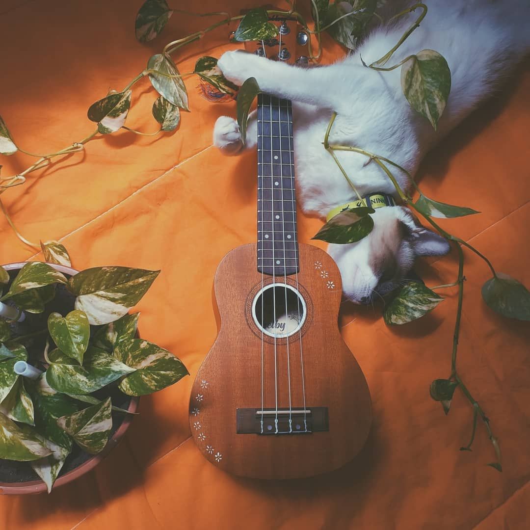 Ukulele Aesthetic Wallpapers