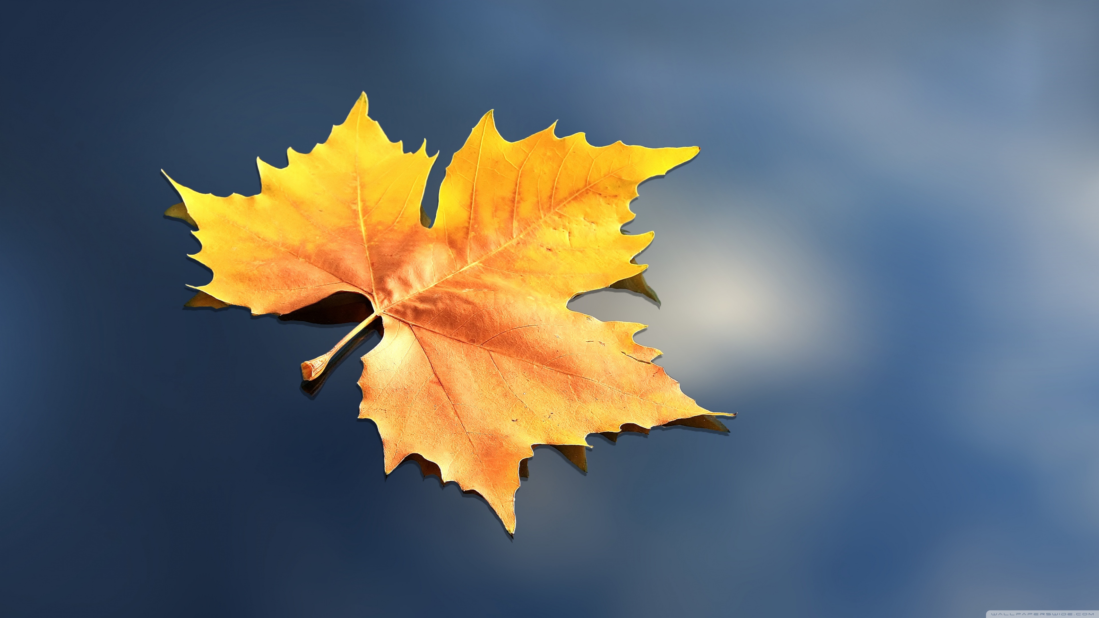 Ultra Hd Leaf 4K Wallpapers