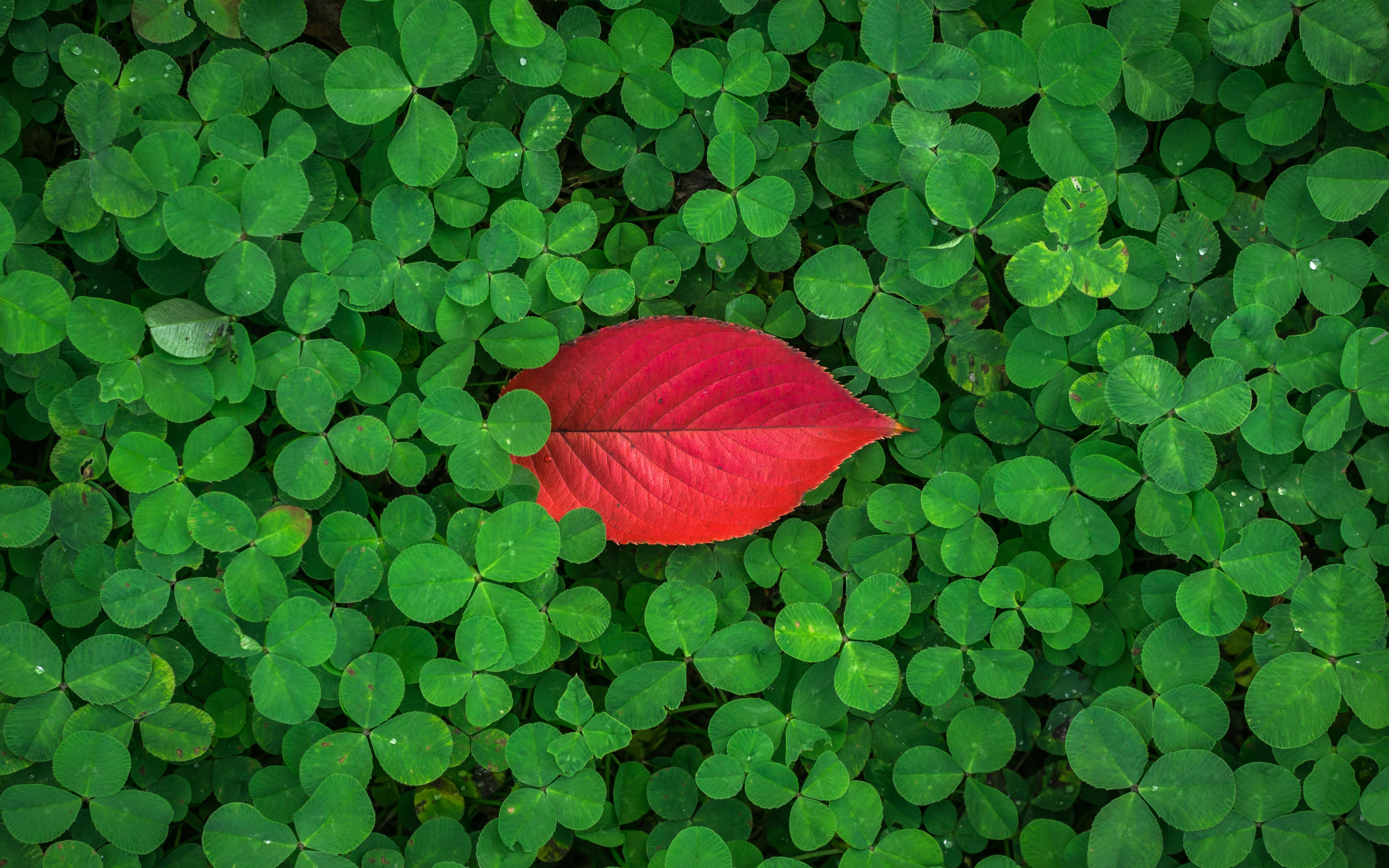 Ultra Hd Leaf 4K Wallpapers