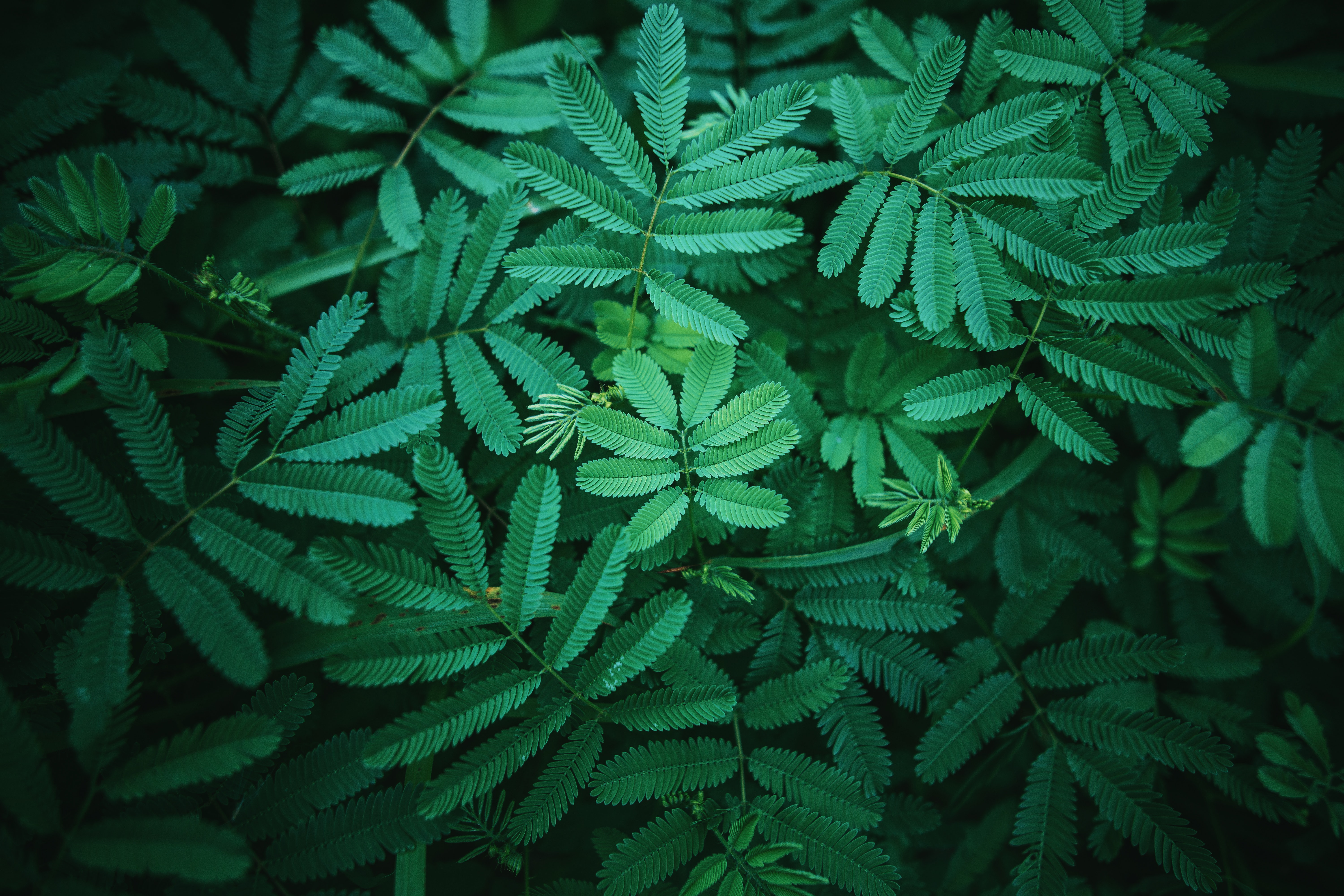 Ultra Hd Leaf 4K Wallpapers