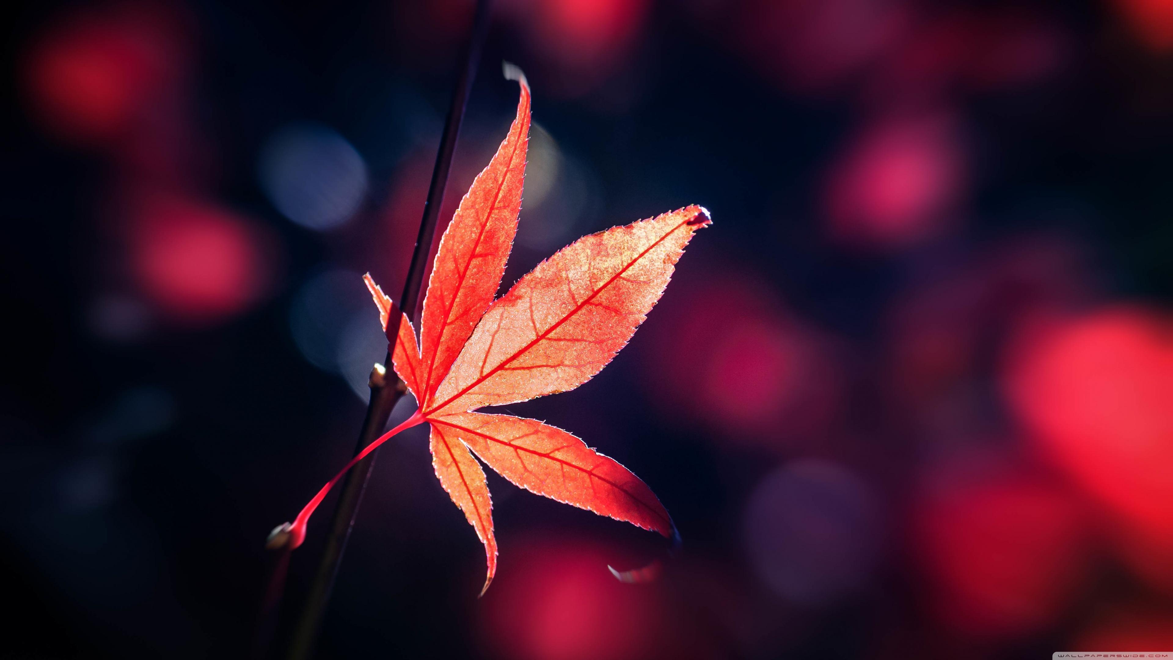 Ultra Hd Leaf 4K Wallpapers