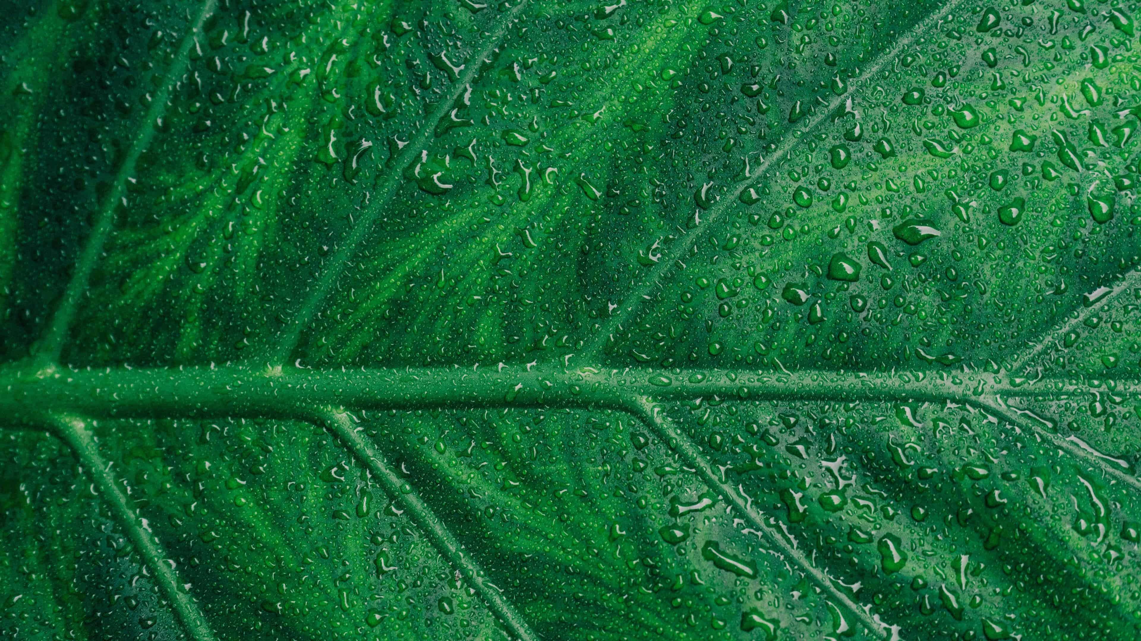 Ultra Hd Leaf 4K Wallpapers