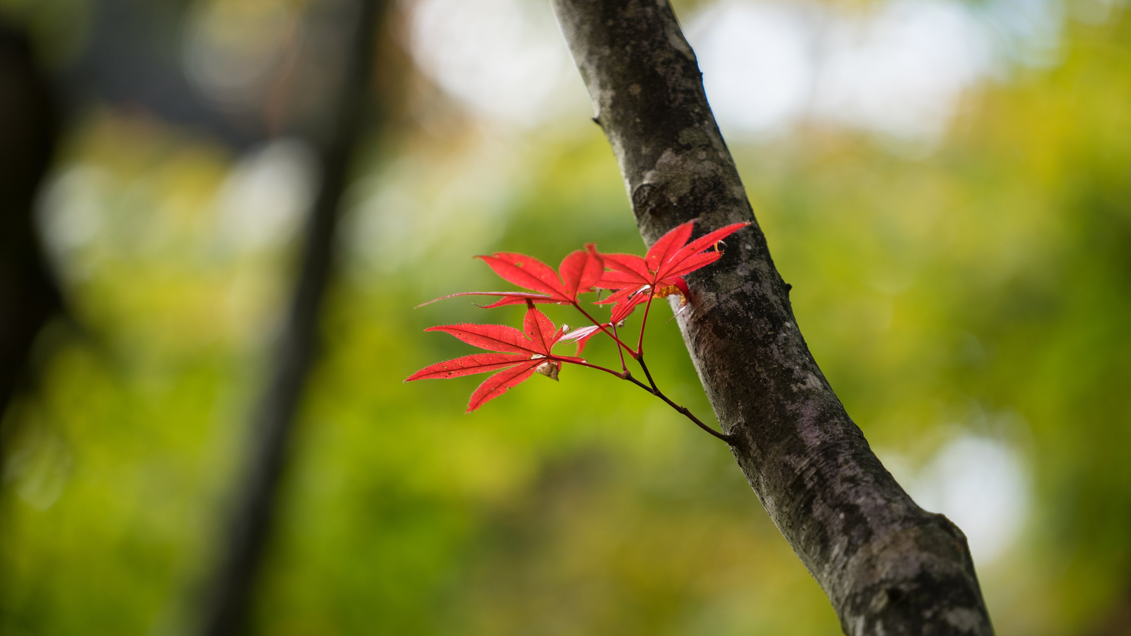 Ultra Hd Leaf 4K Wallpapers