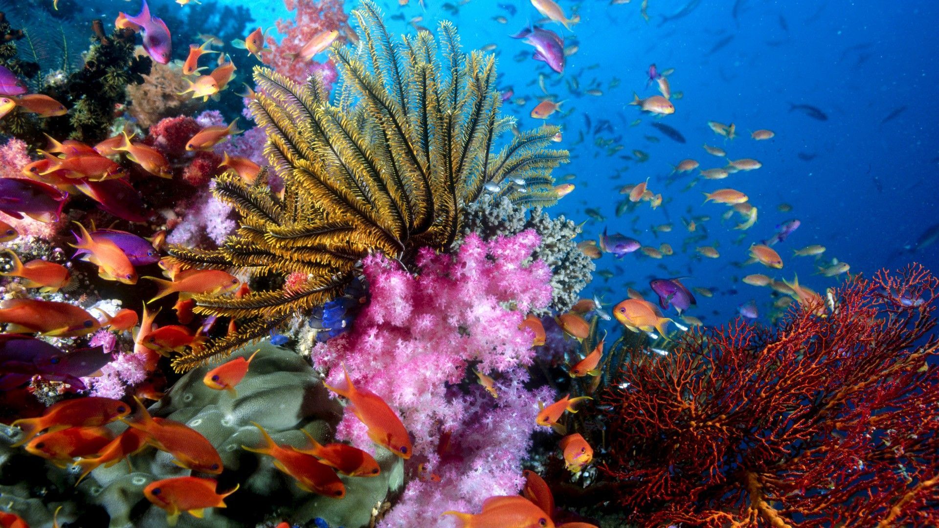 Underwater Hawaii Ocean Wallpapers
