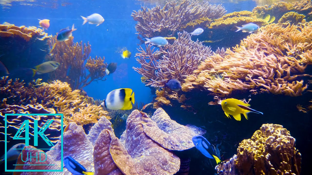 Underwater Ocean Screensaver Wallpapers