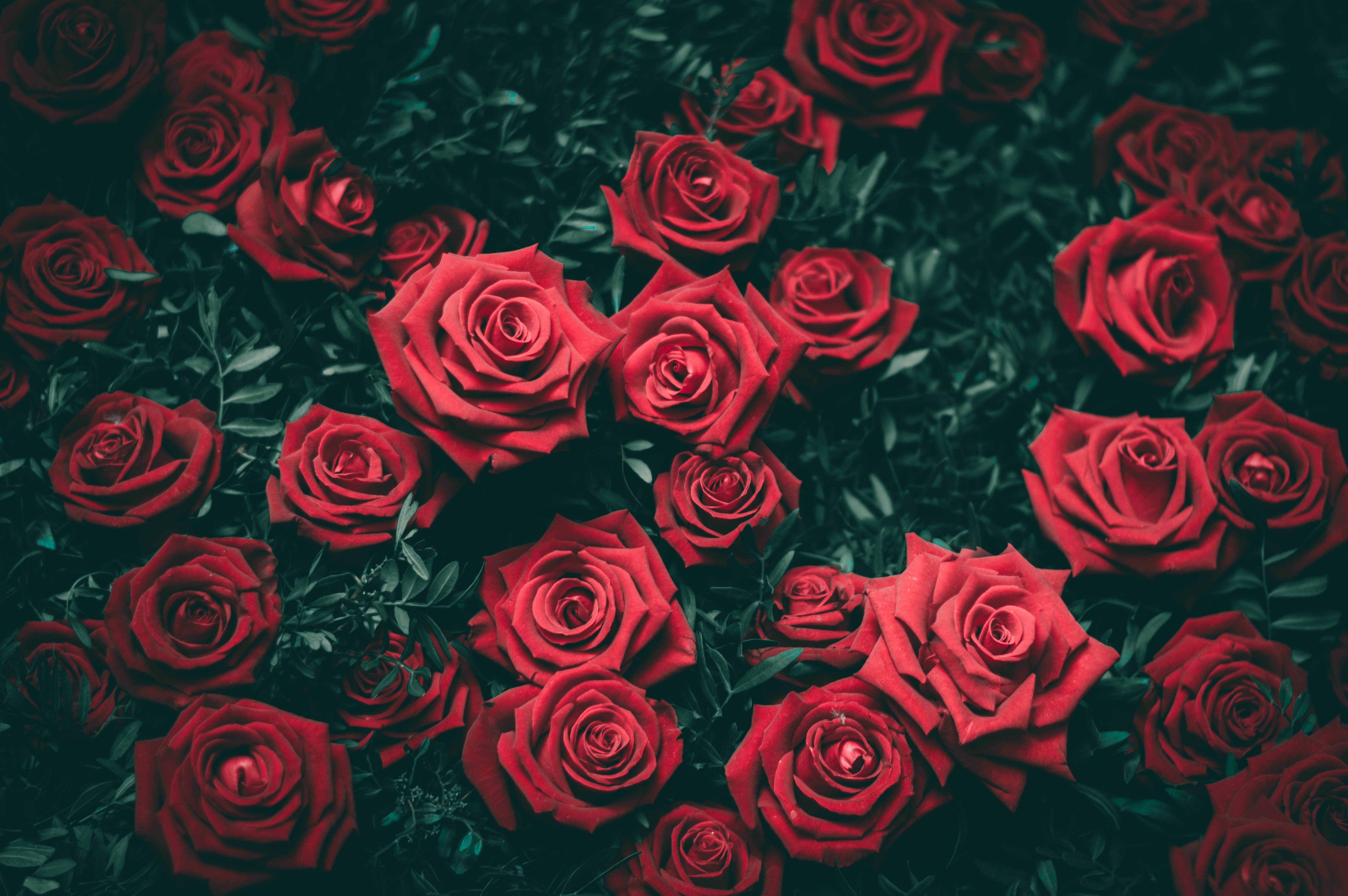 Valentine Flower Picture Wallpapers