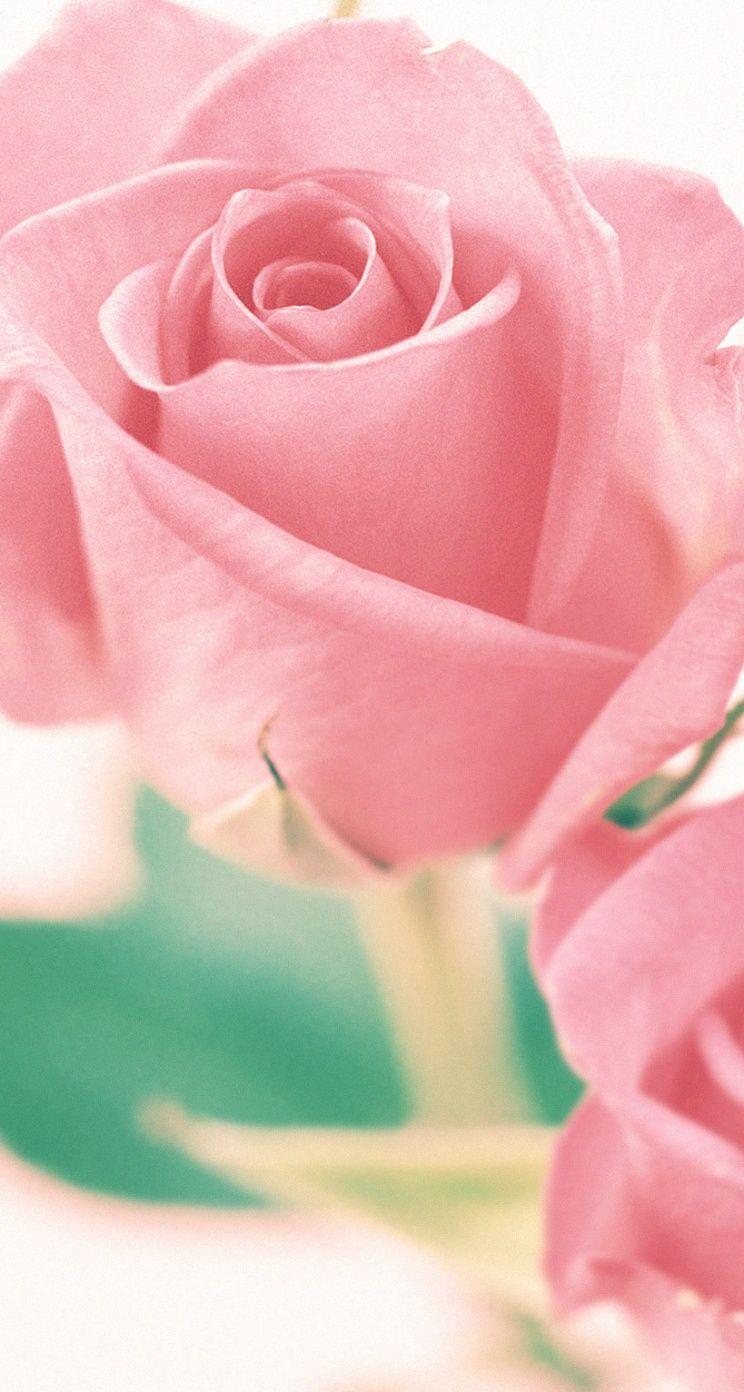 Valentine Flower Picture Wallpapers