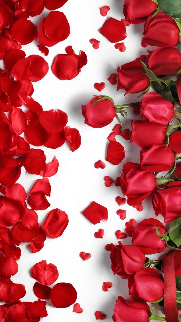 Valentine Flower Picture Wallpapers