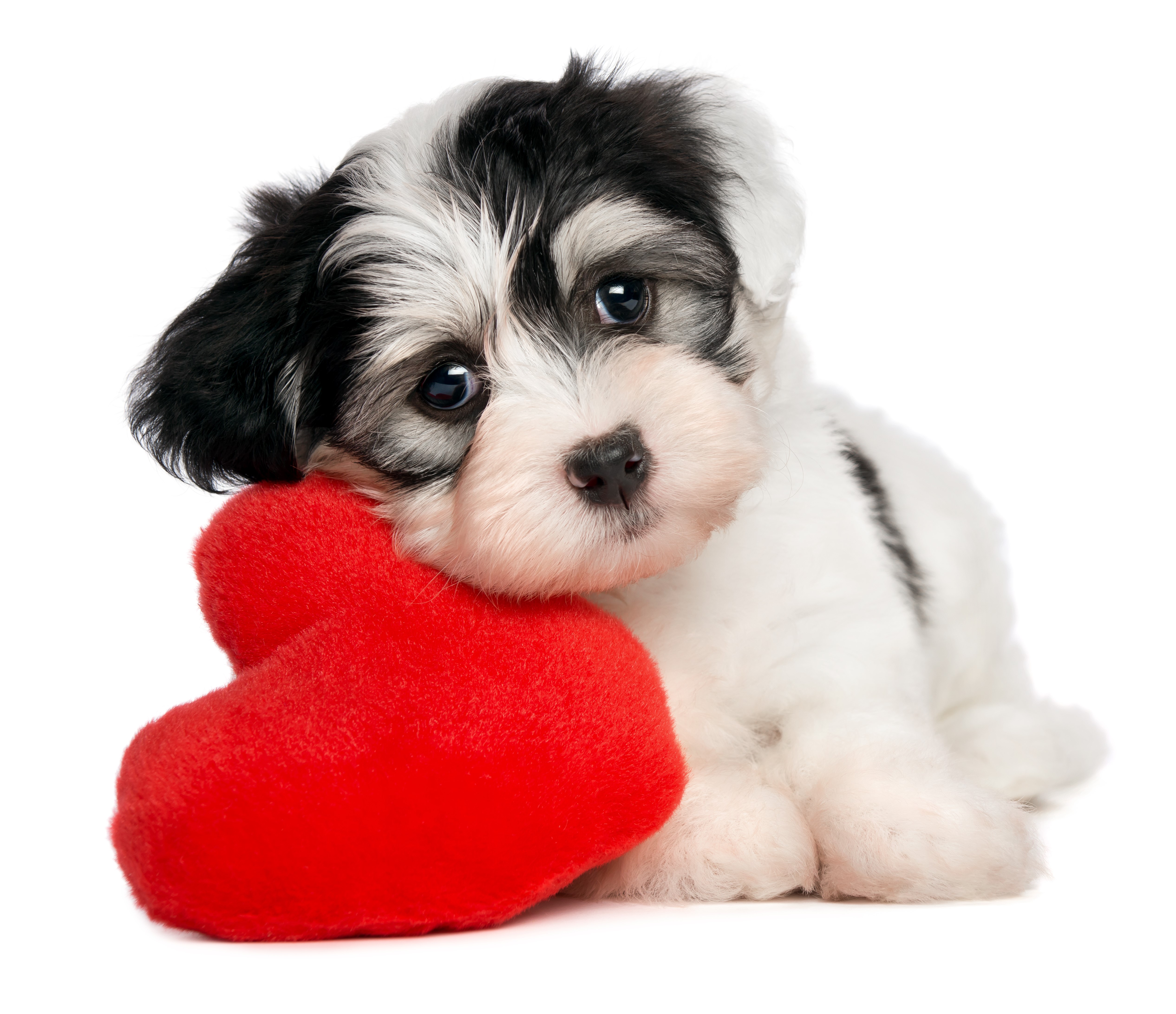 Valentines Dog Wallpapers