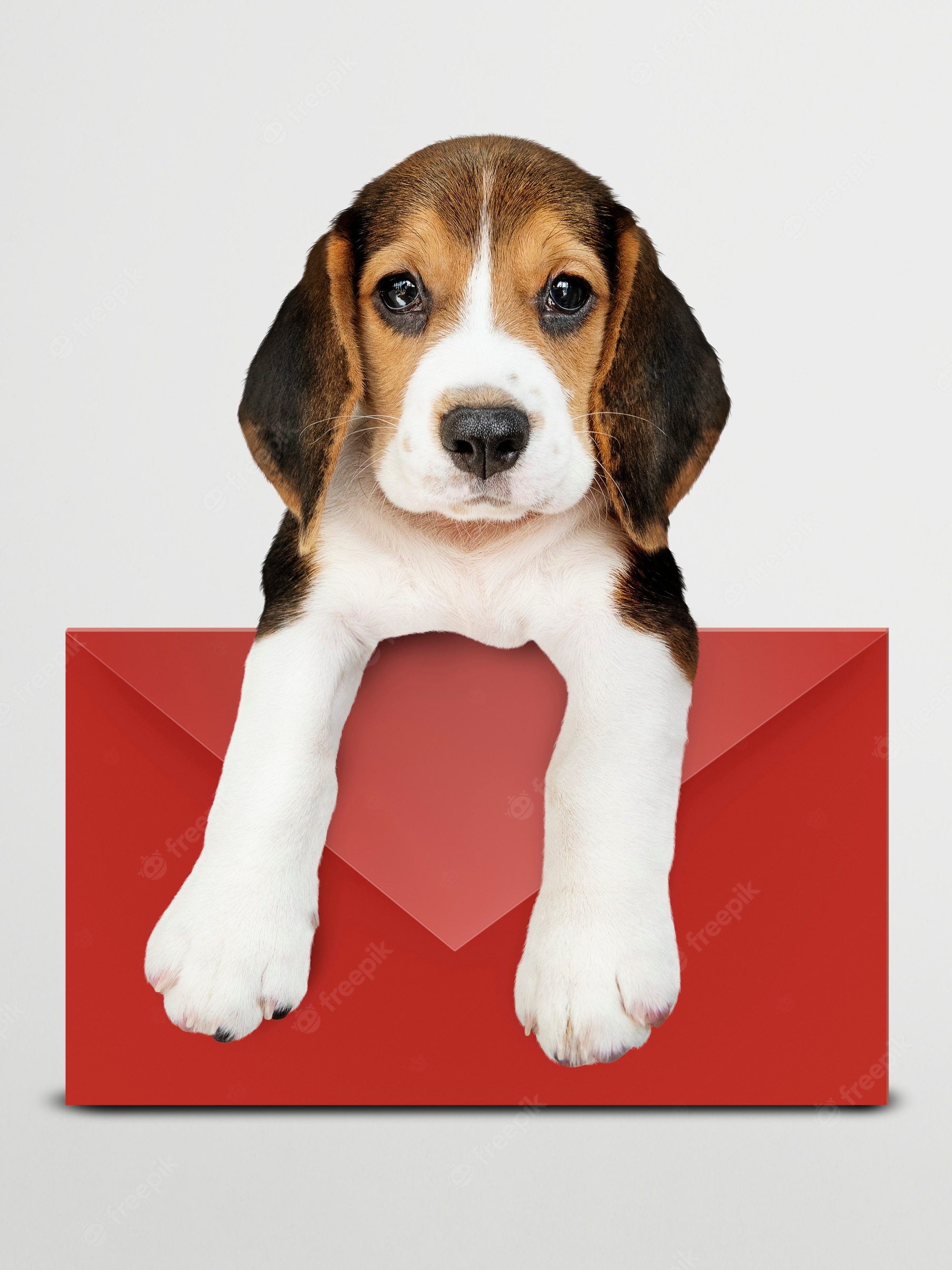 Valentines Dog Wallpapers