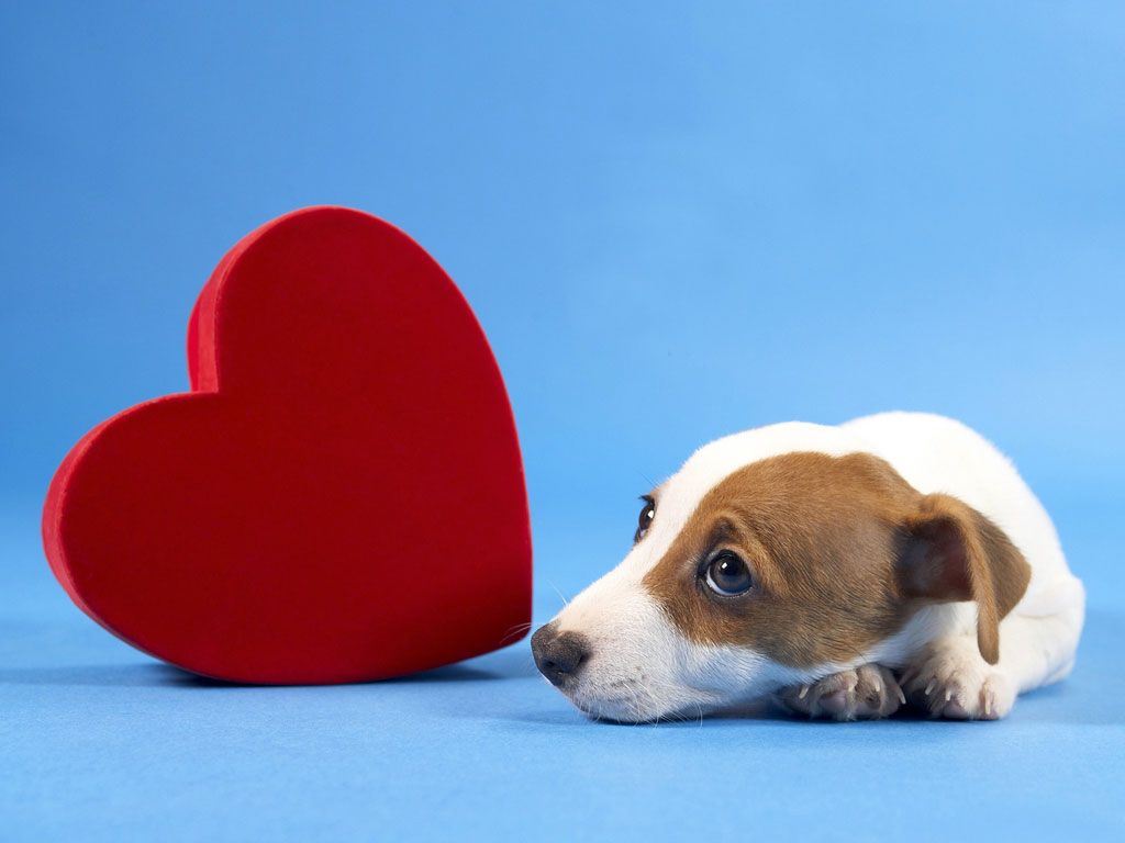 Valentines Dog Wallpapers