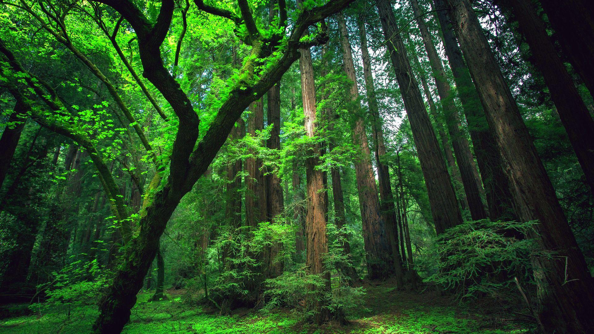 Venezuela Rainforest Wallpapers