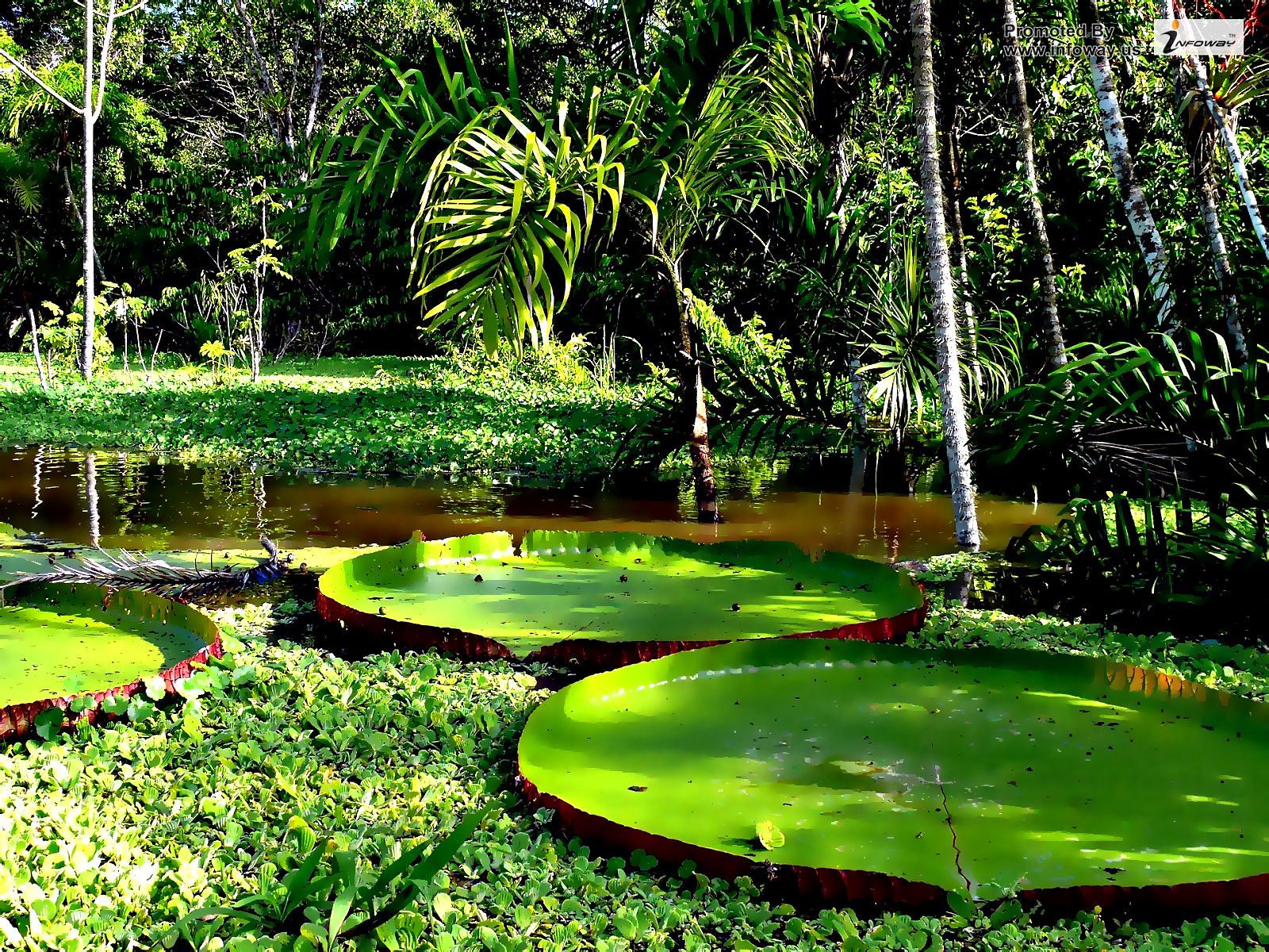 Venezuela Rainforest Wallpapers