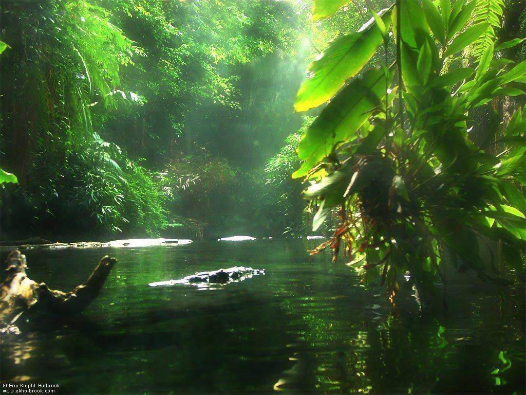 Venezuela Rainforest Wallpapers