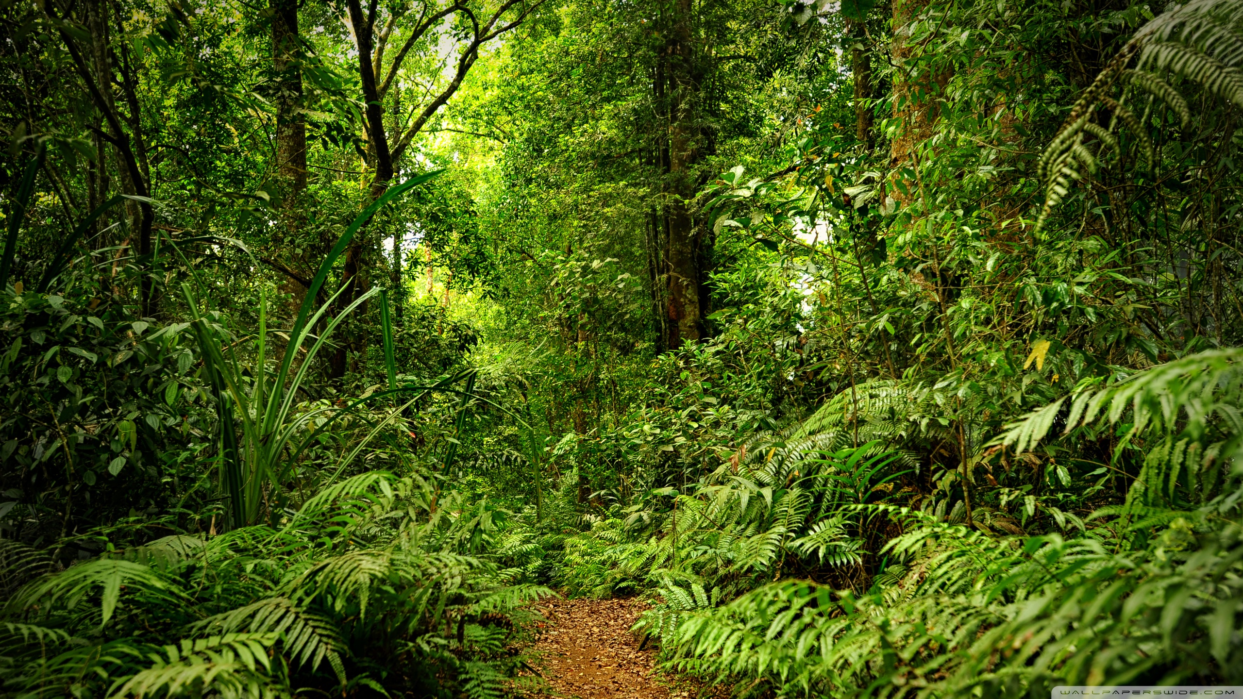 Venezuela Rainforest Wallpapers