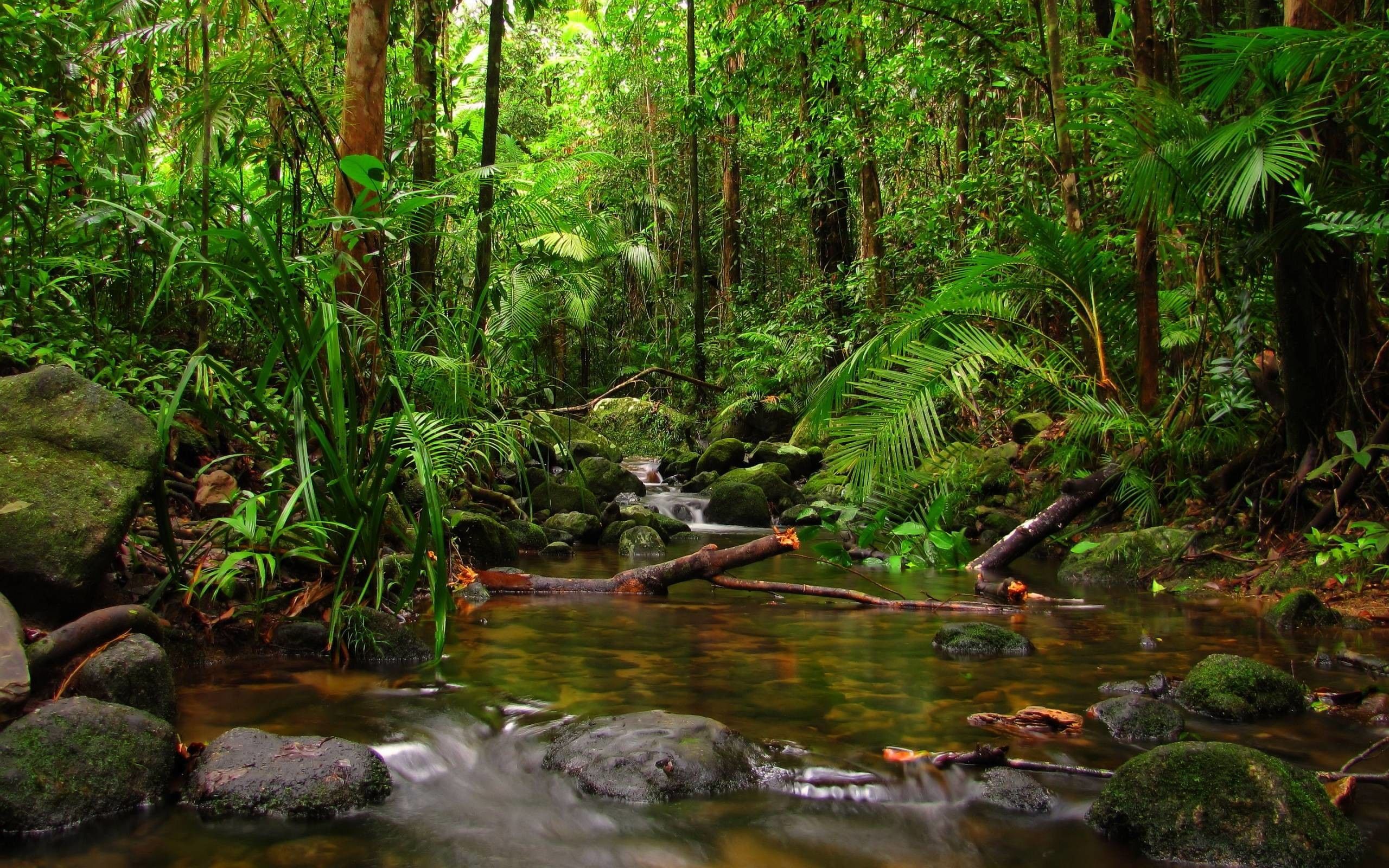 Venezuela Rainforest Wallpapers