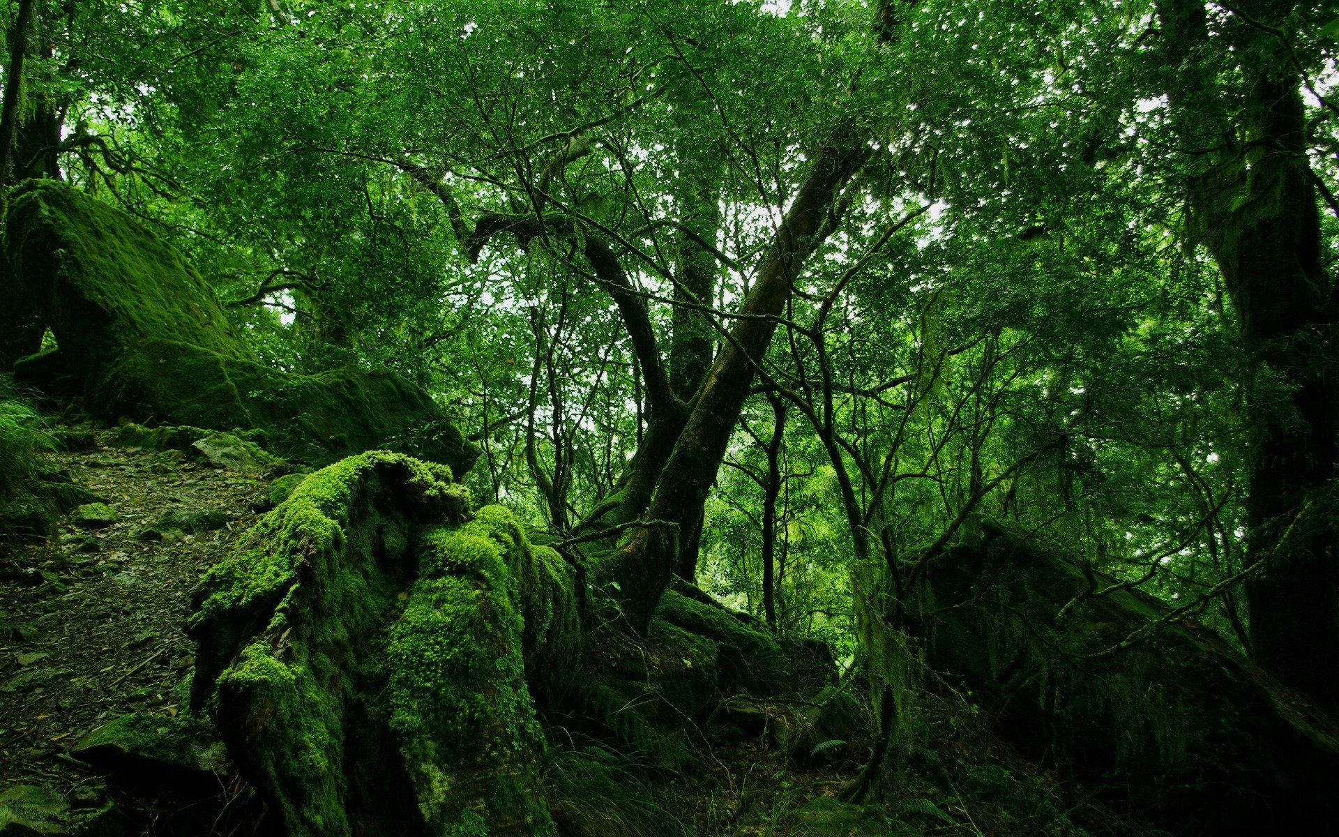 Venezuela Rainforest Wallpapers